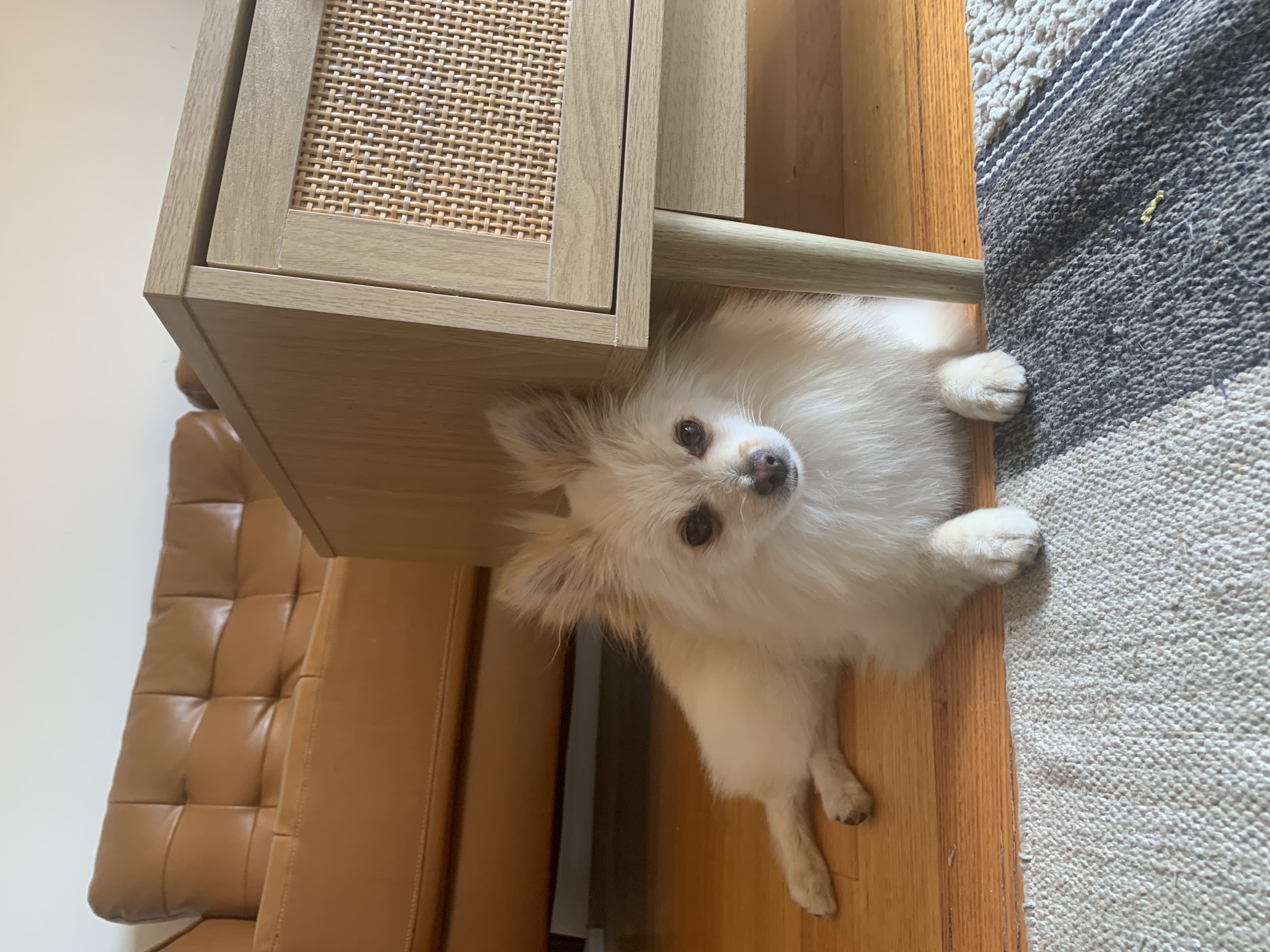 Pomeranian – Rippleside