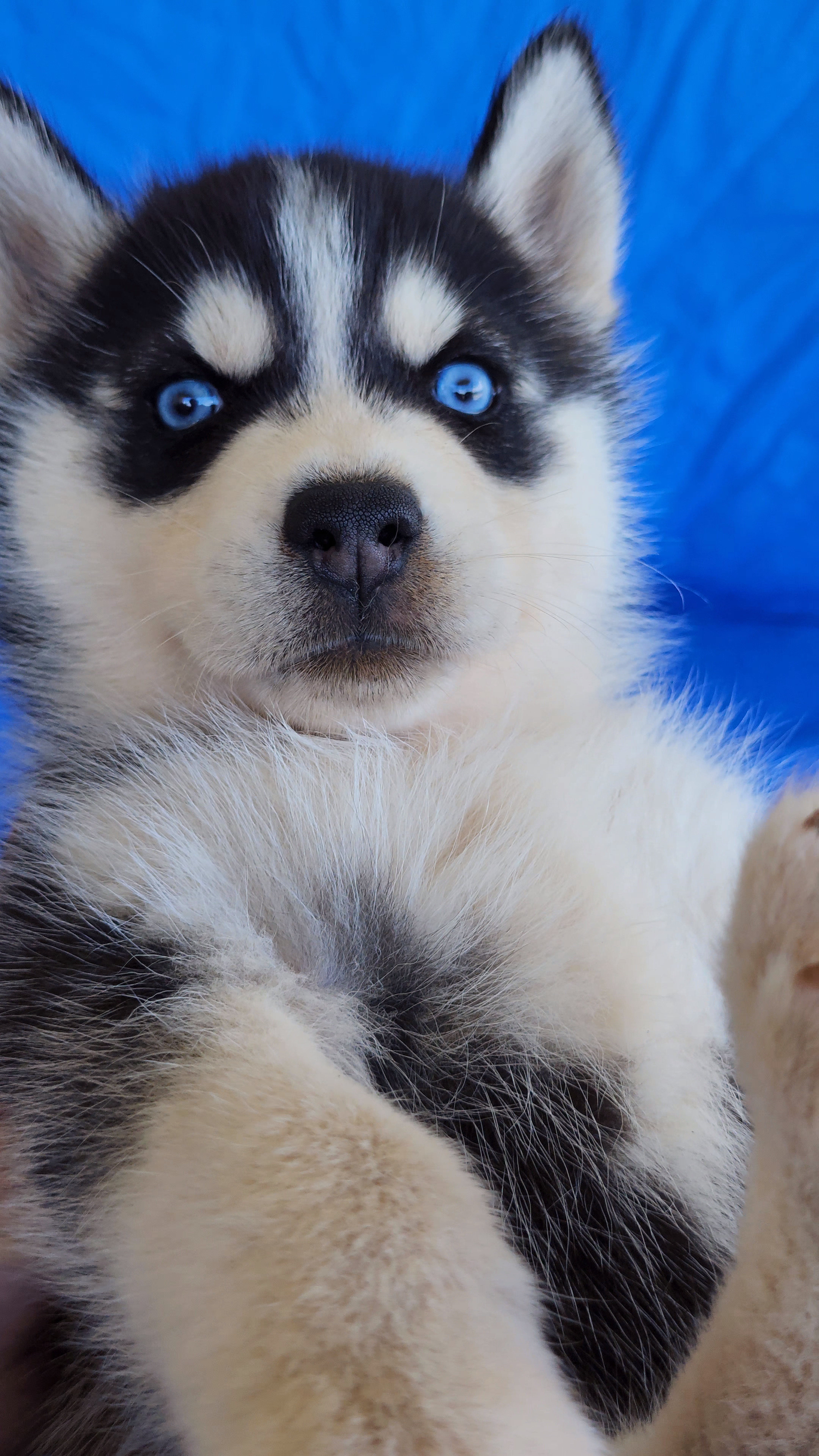 Siberian husky pups Registered Breeder