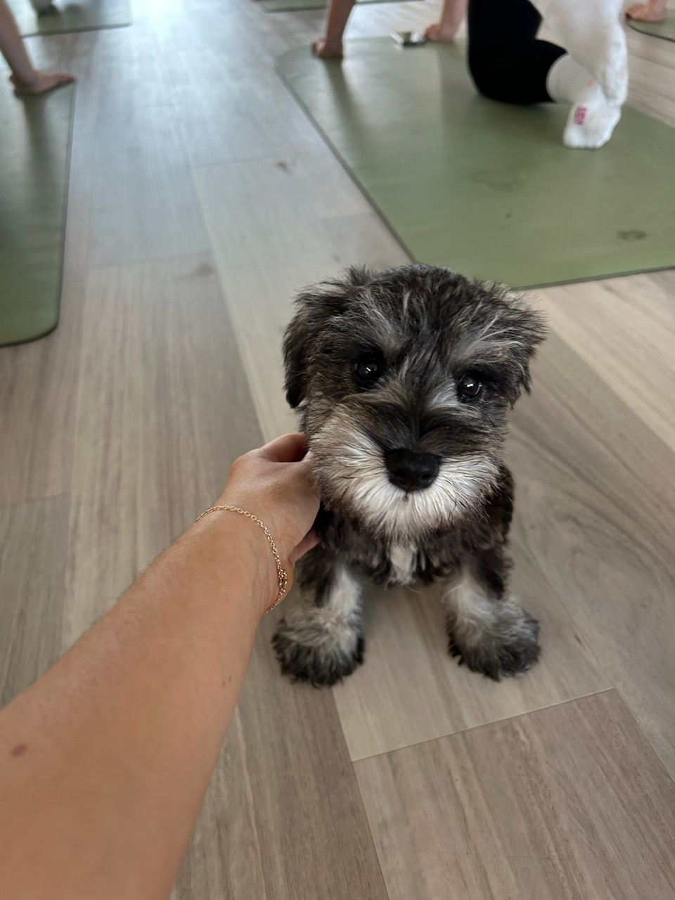 Schnauzer (Miniature) – Koongamia