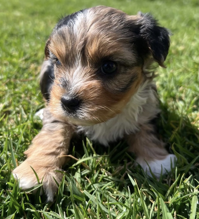 Yorkshire Terrier – Romsey