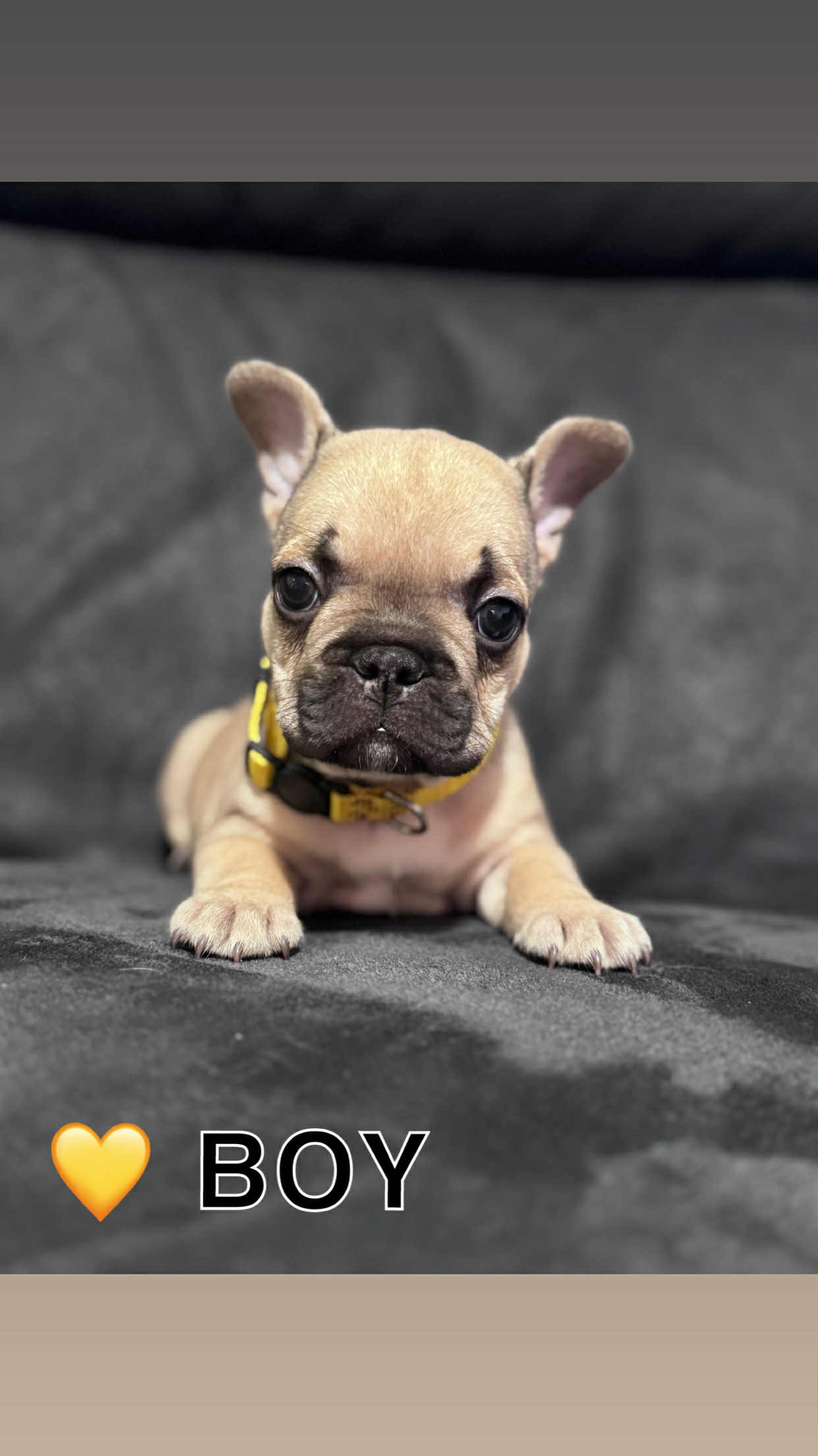 French Bulldog – Ipswich