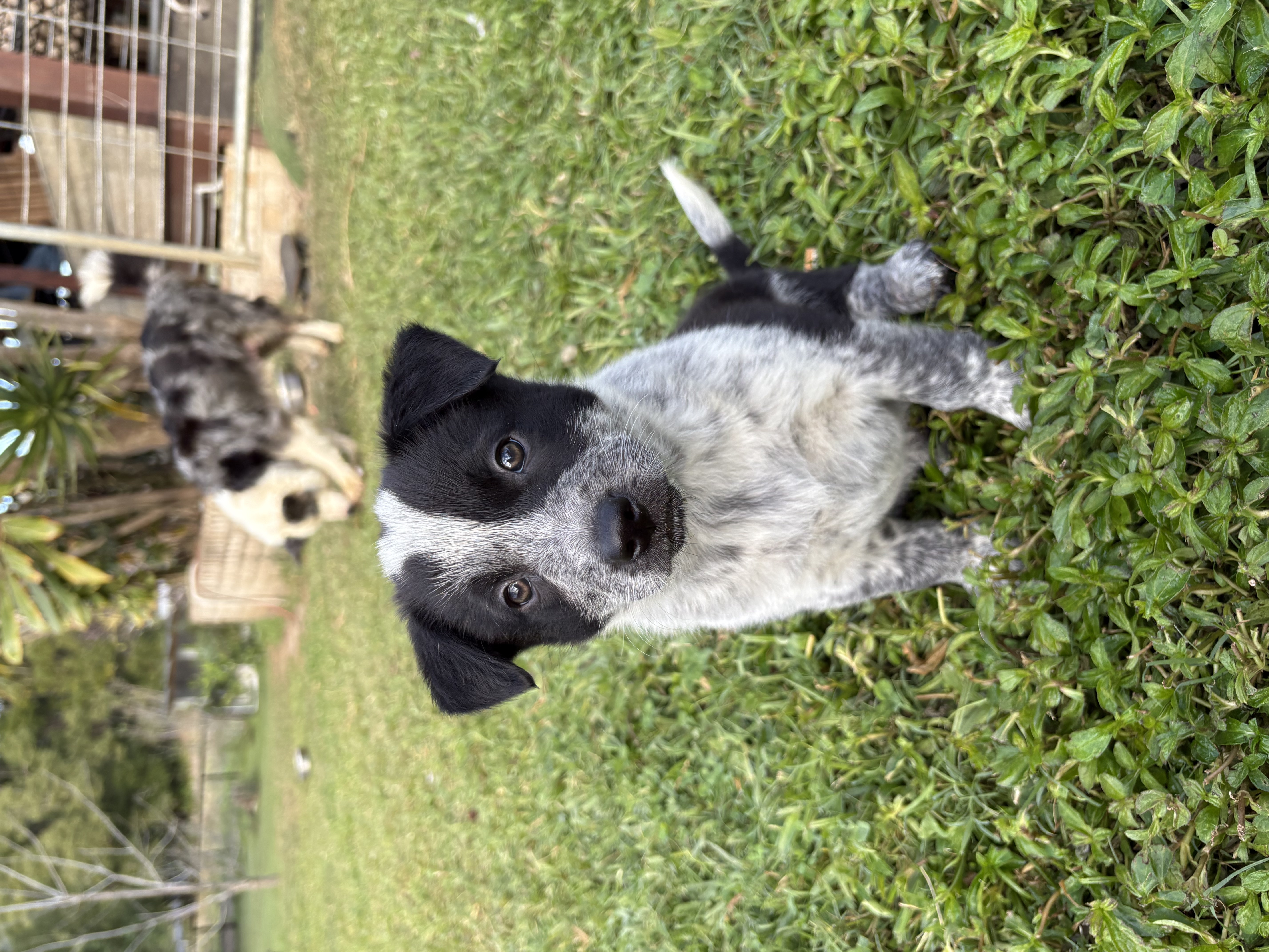 Border Collie – Piggabeen