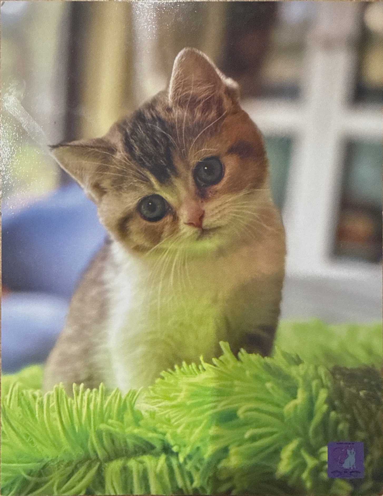 British Shorthair – North Coogee