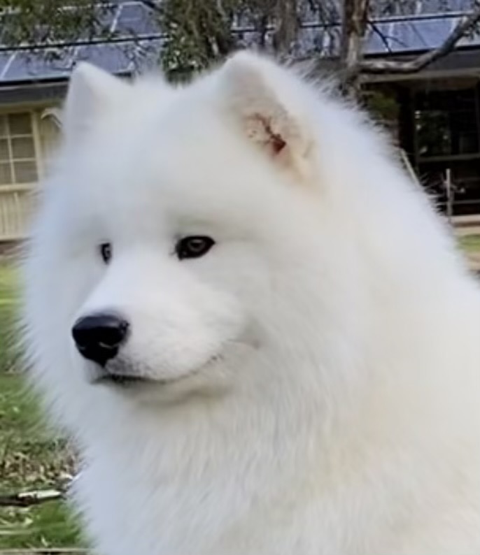 Samoyed