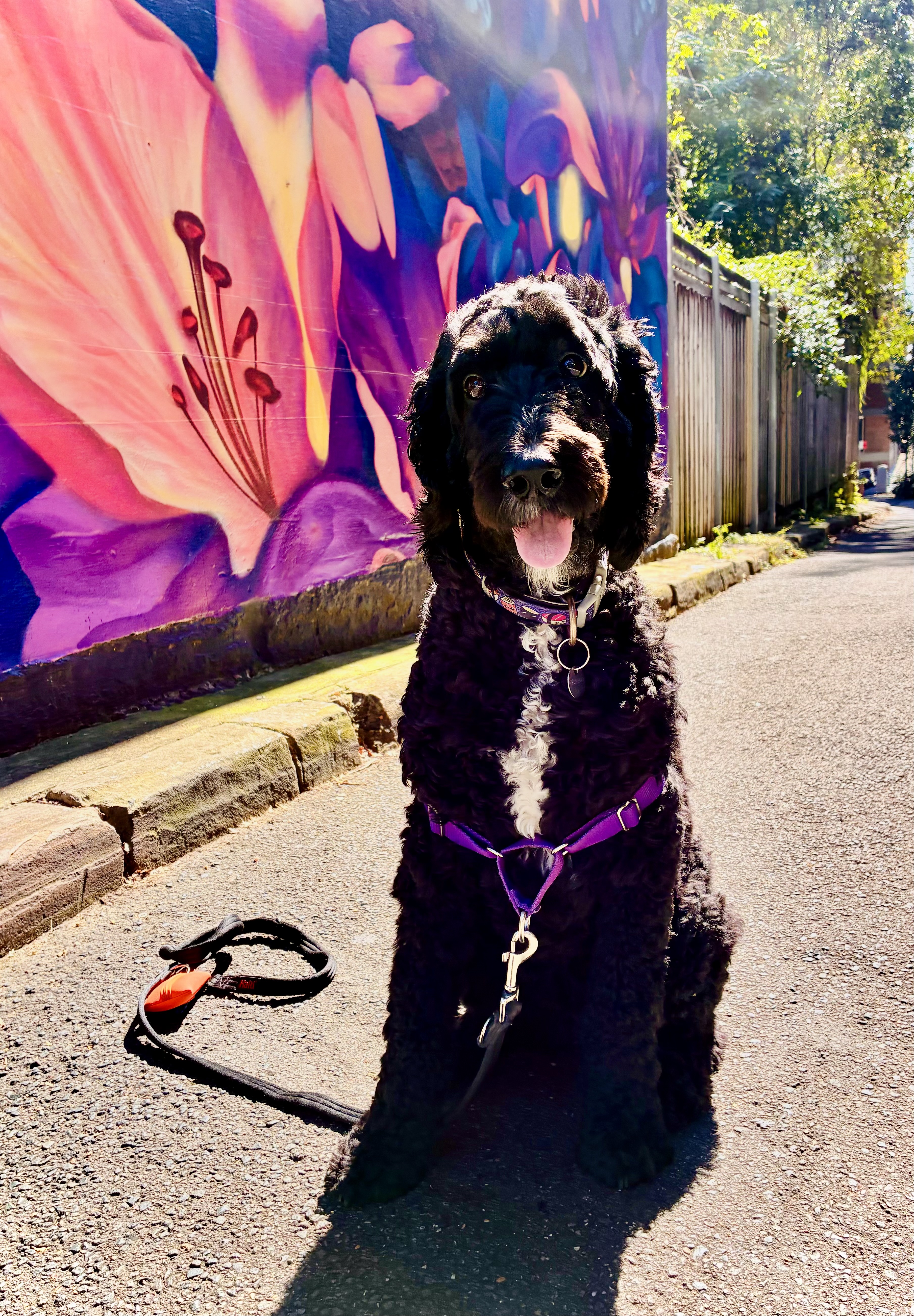 Spoodle – Surry Hills