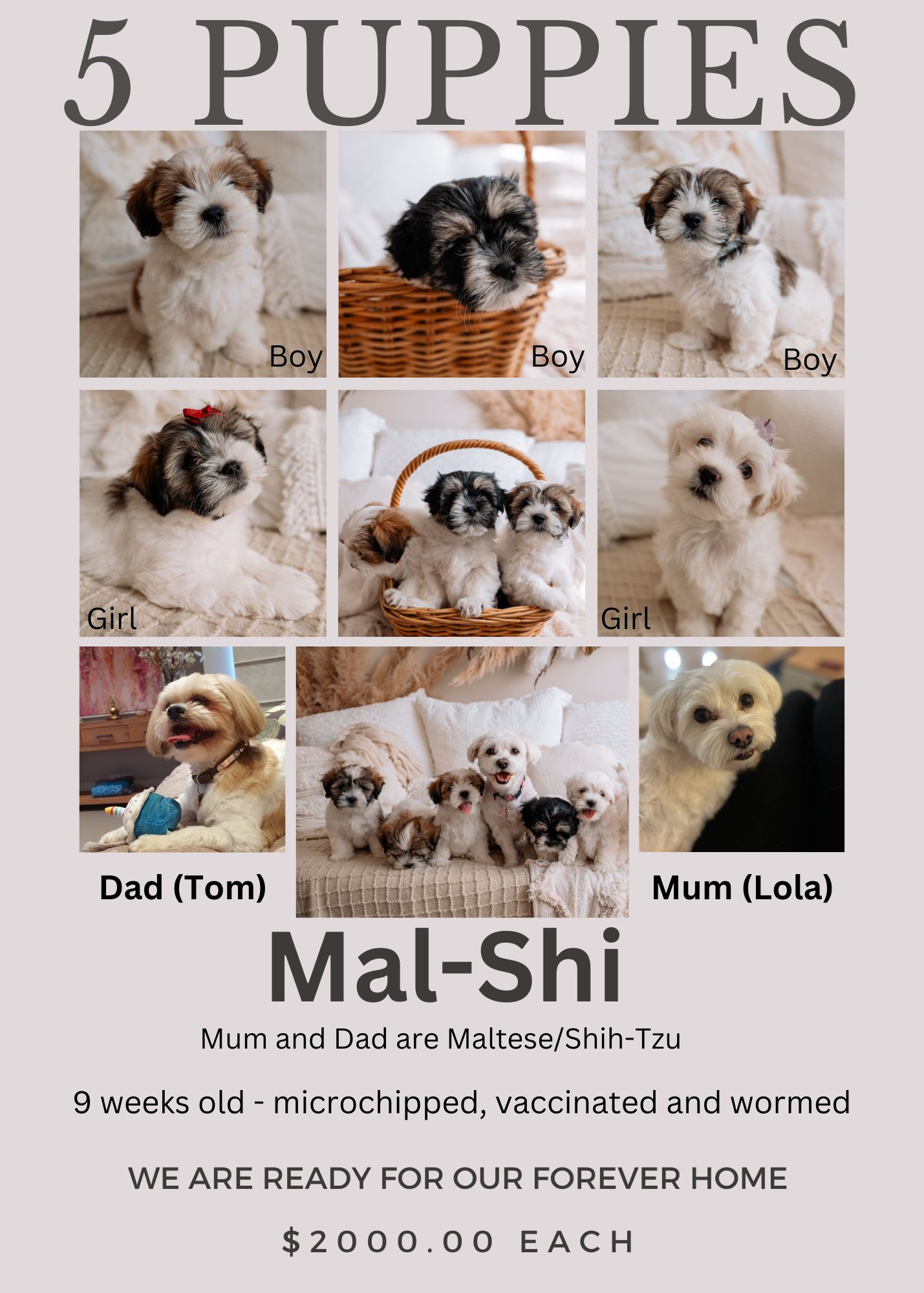 Mal-Shi Puppies for Sale