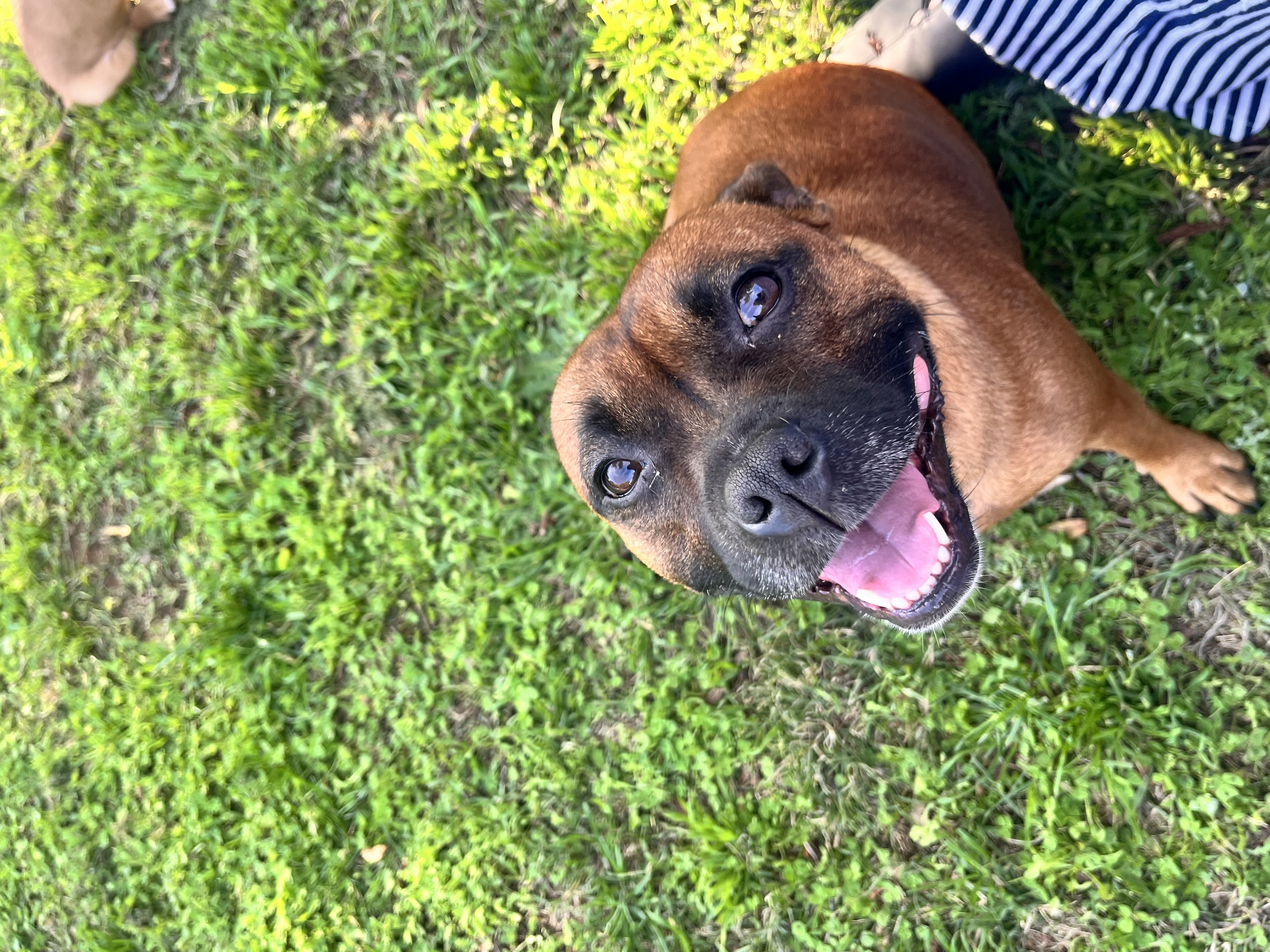 Staffordshire Bull Terrier