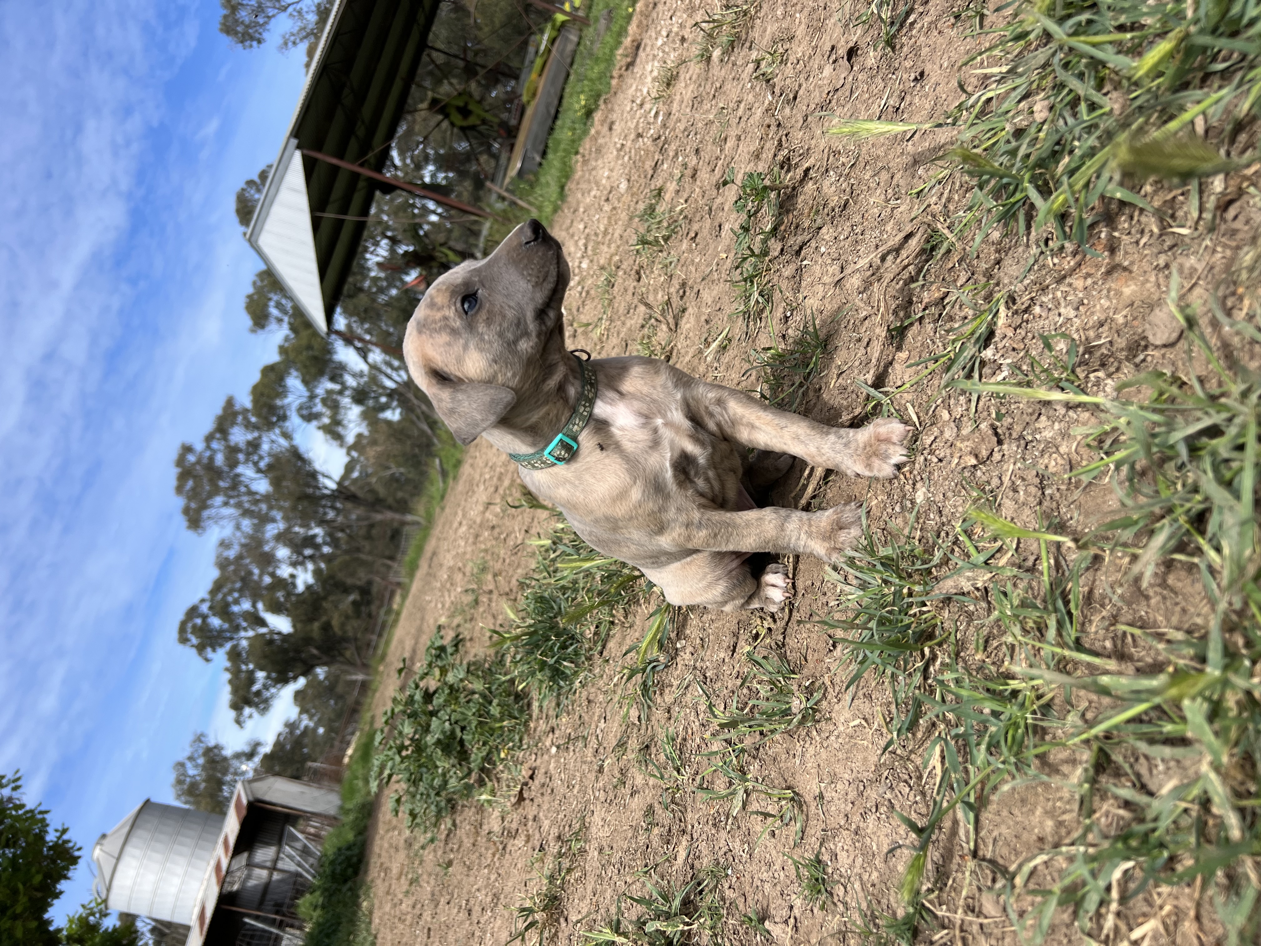 Whippet – Melbourne