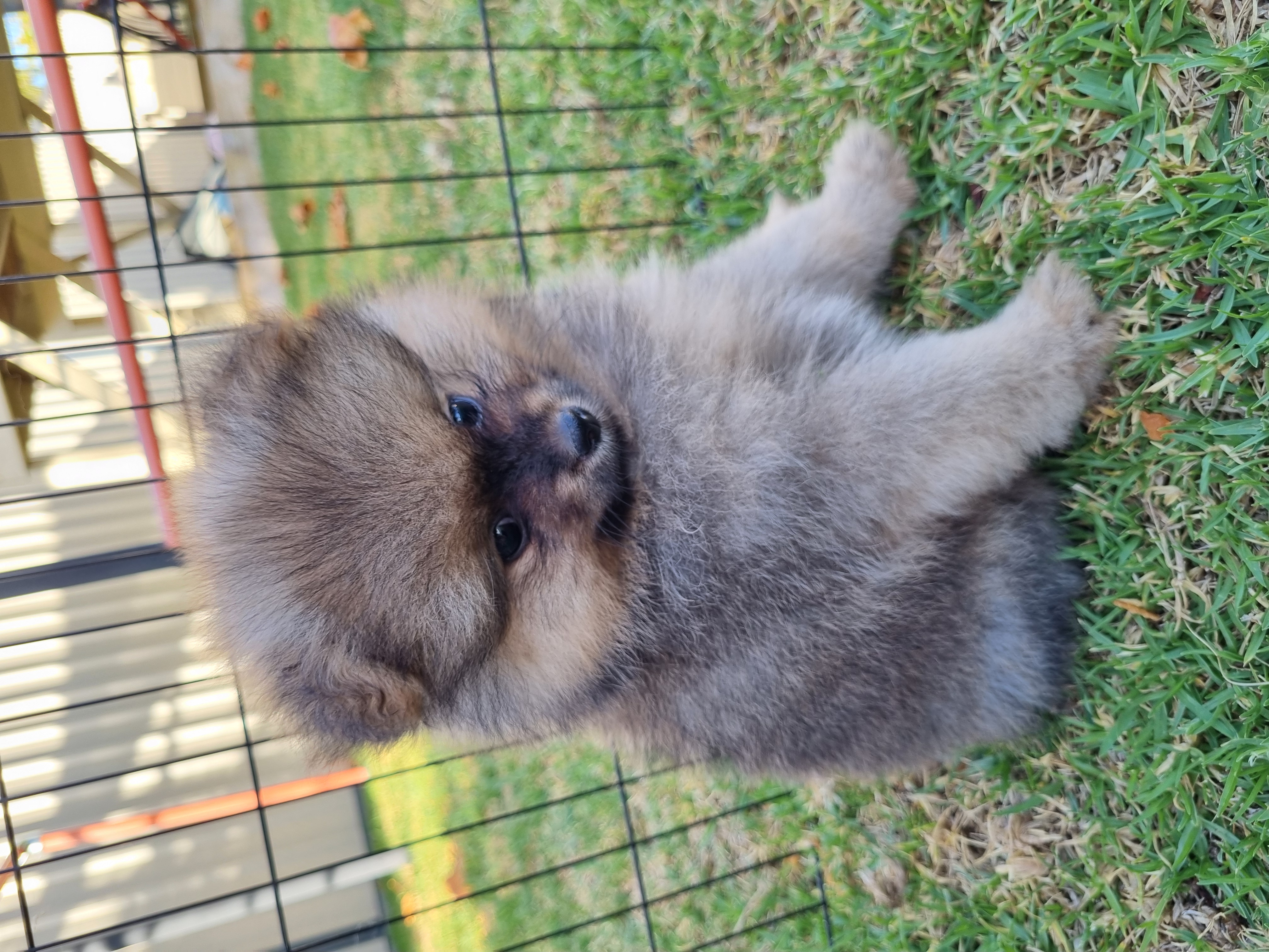 Pomeranian – Manjimup