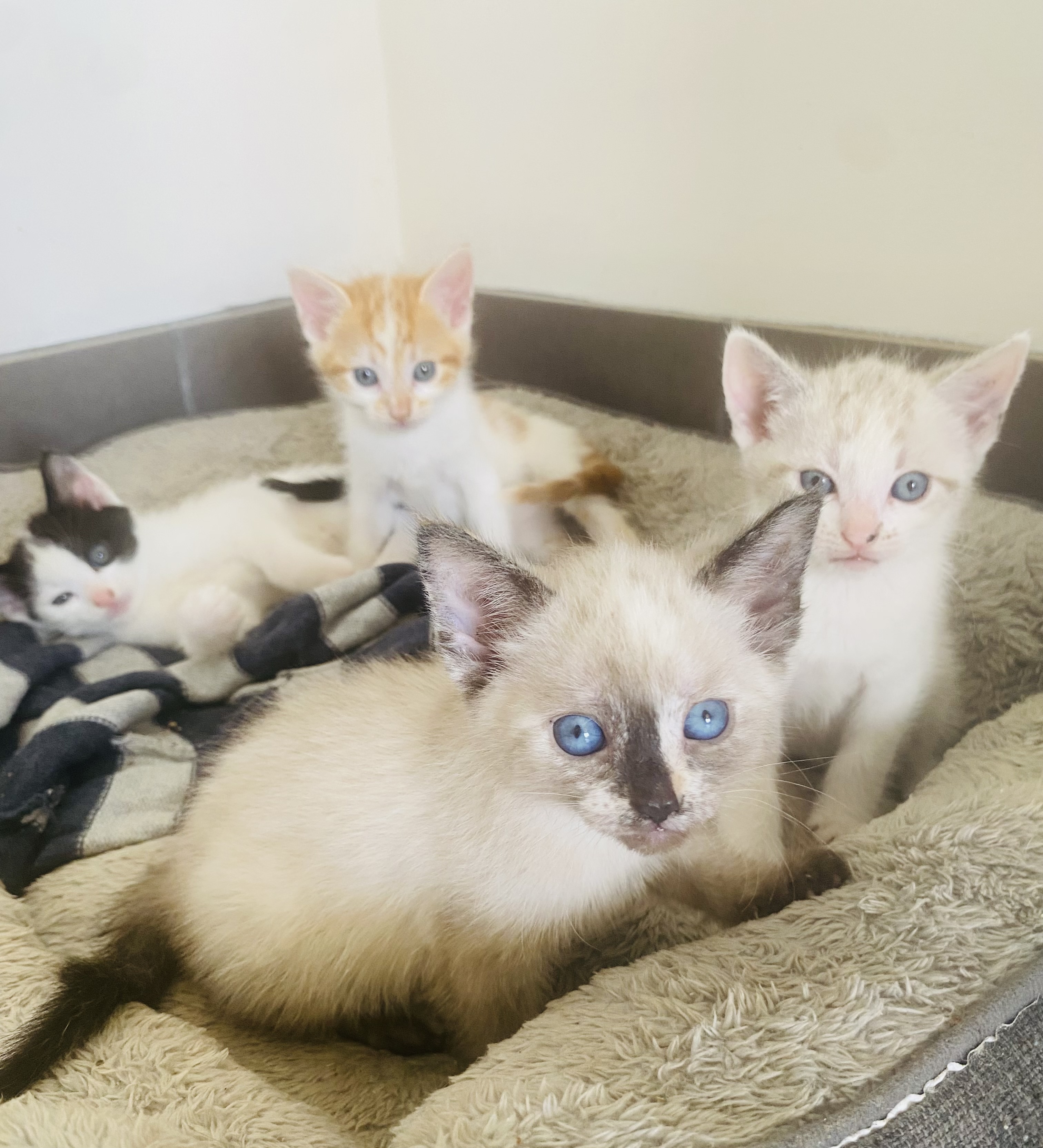 Domestic Medium Hair (DMH) – Shellharbour