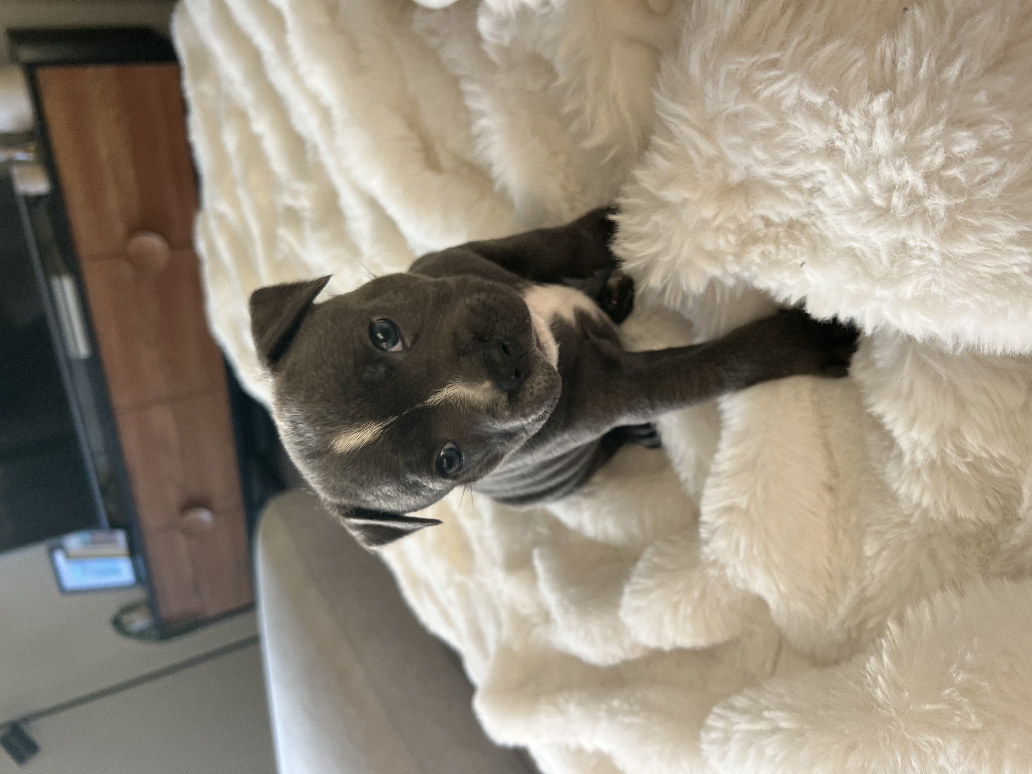 English Bull Terrier – Greenvale