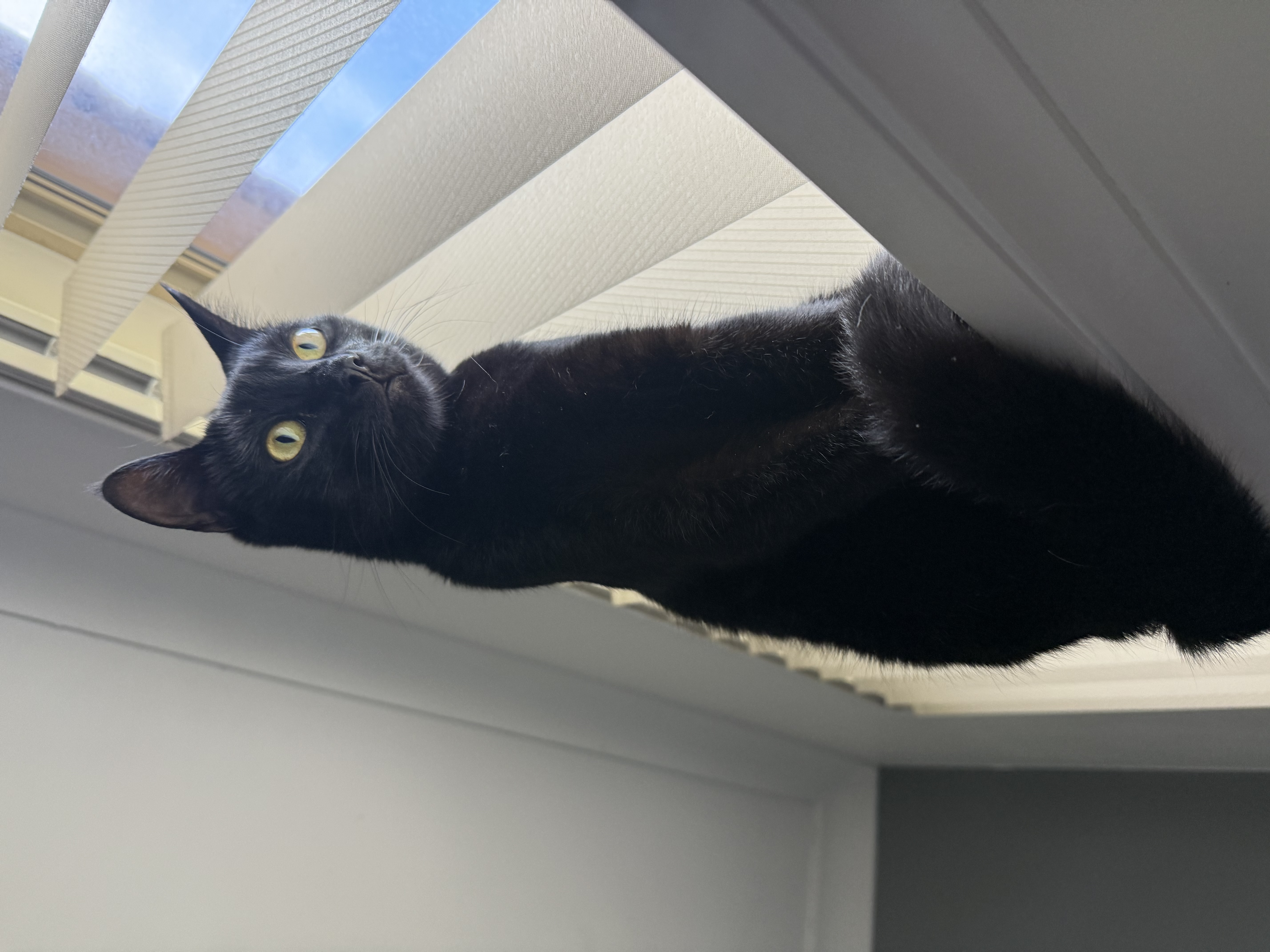 Cats – Corrimal