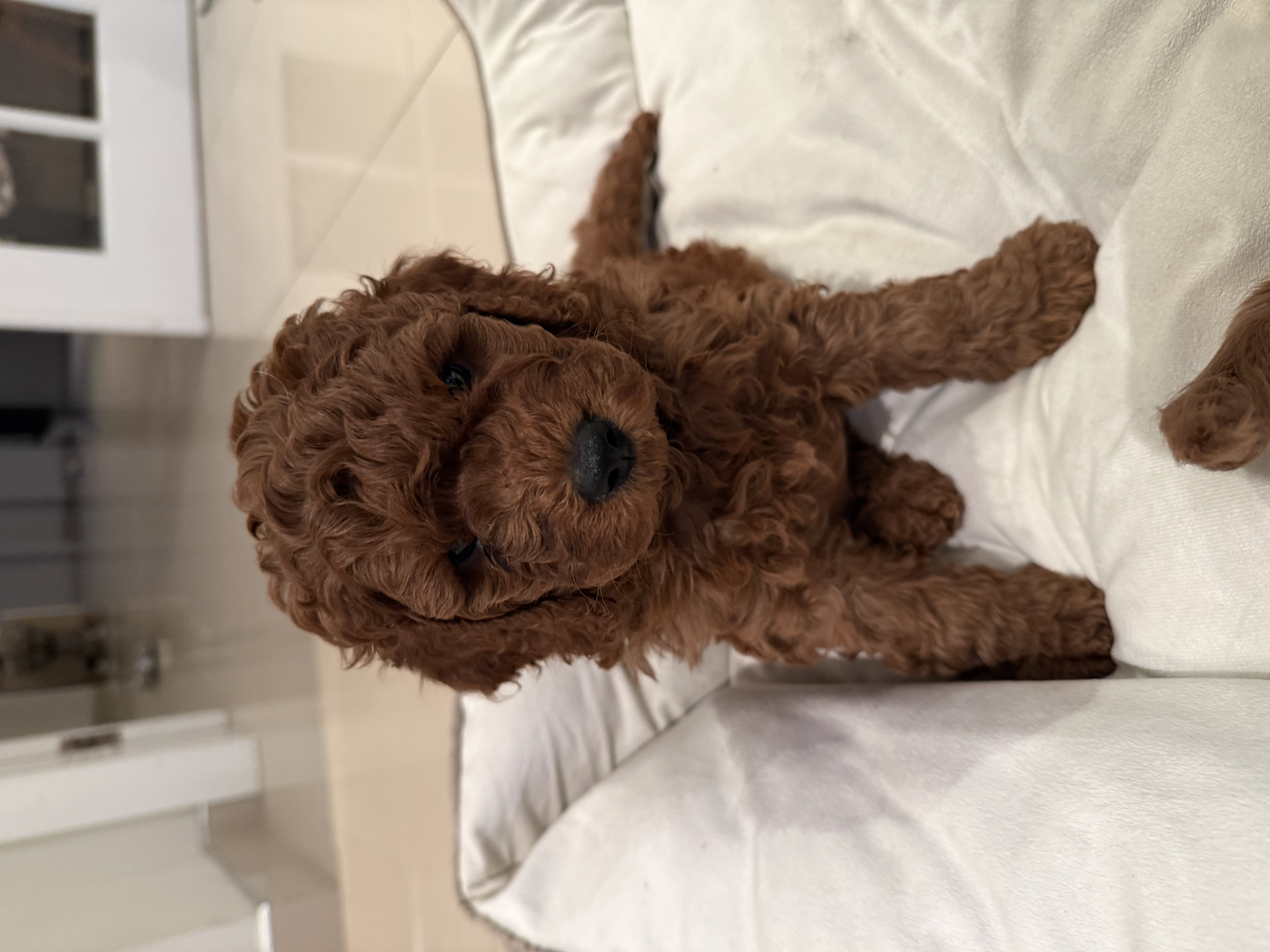 Dogs – Picnic Point