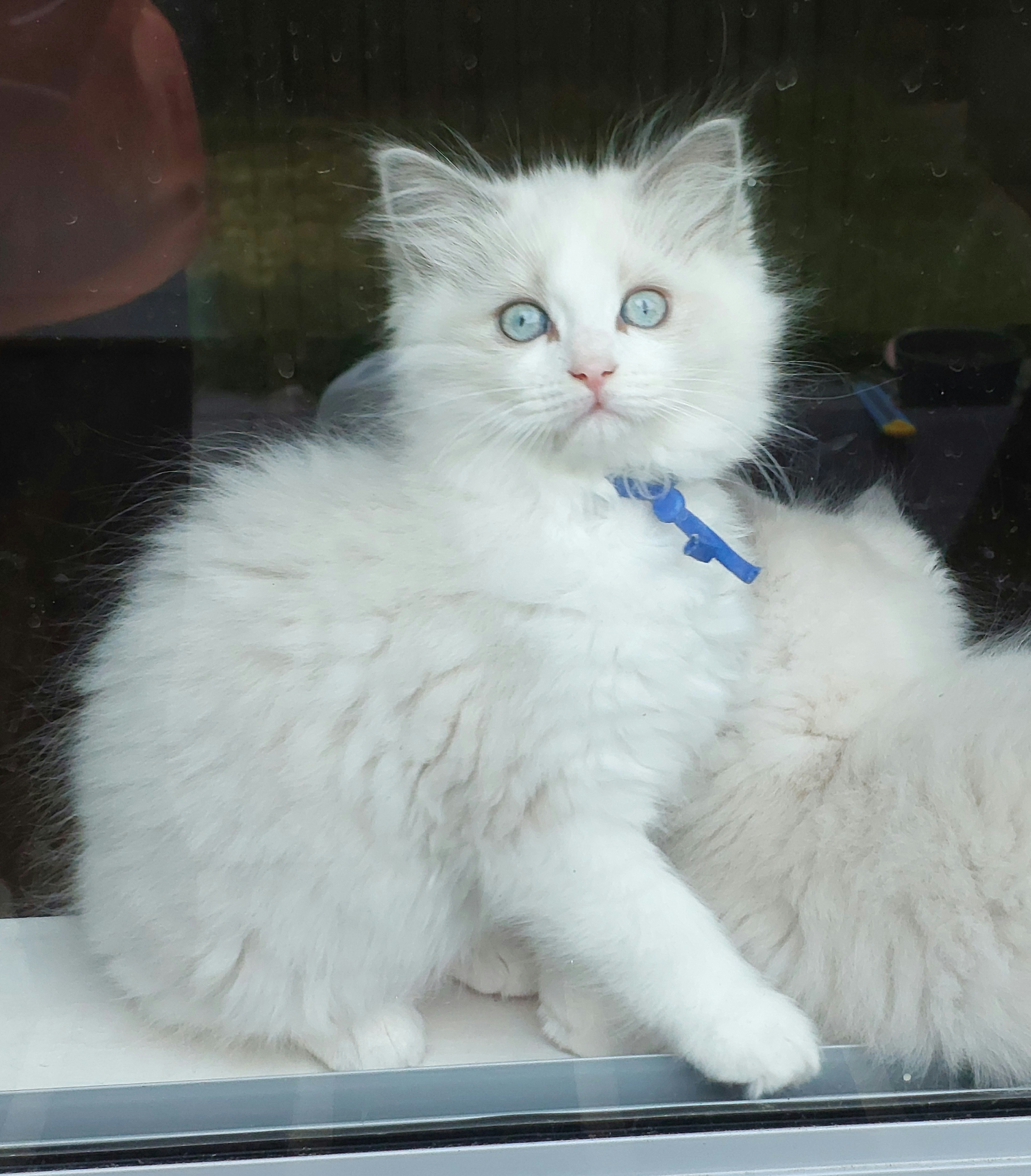 Ragdoll – Christie Downs