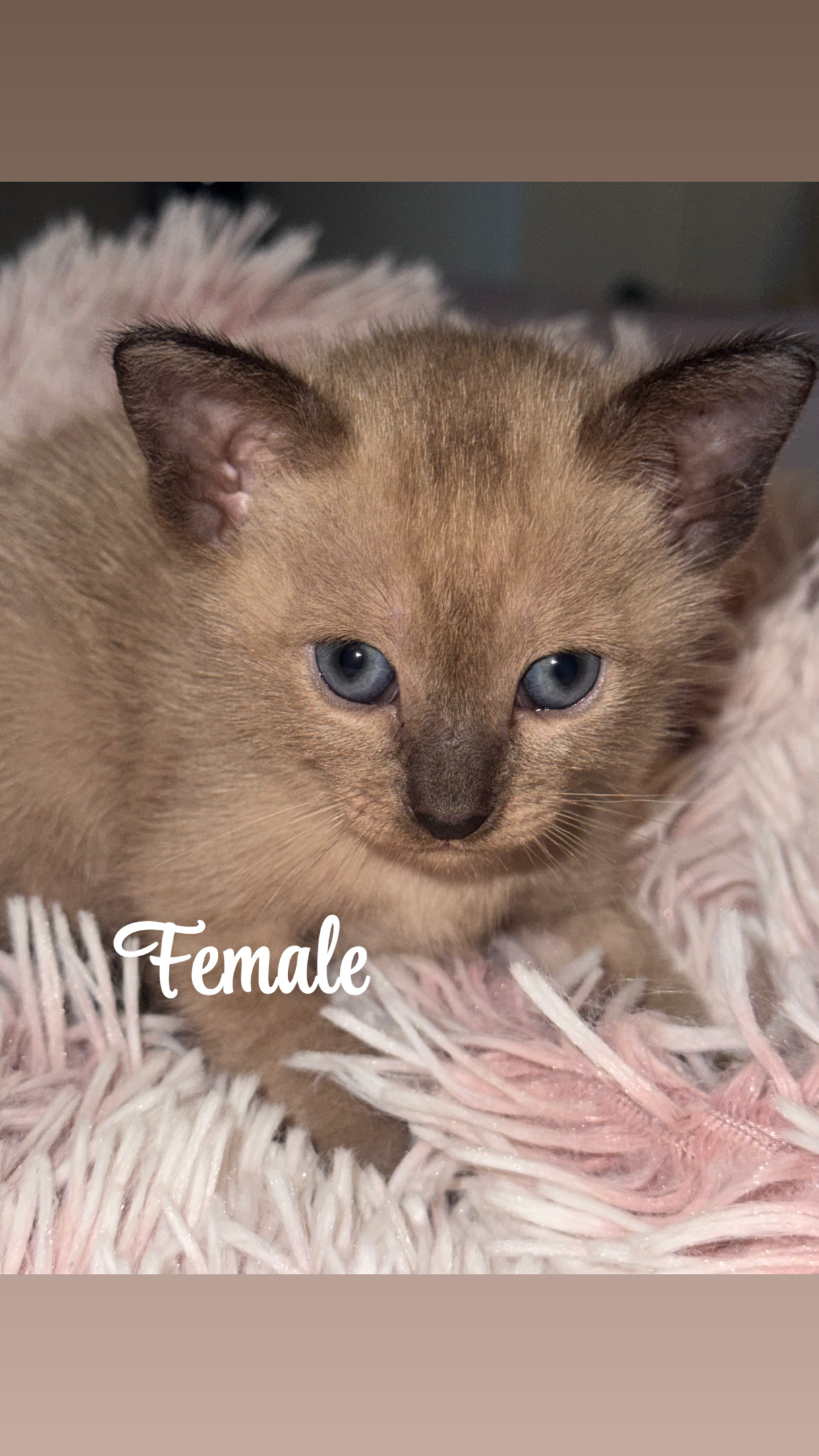 Tonkinese Cat – Hawkesbury