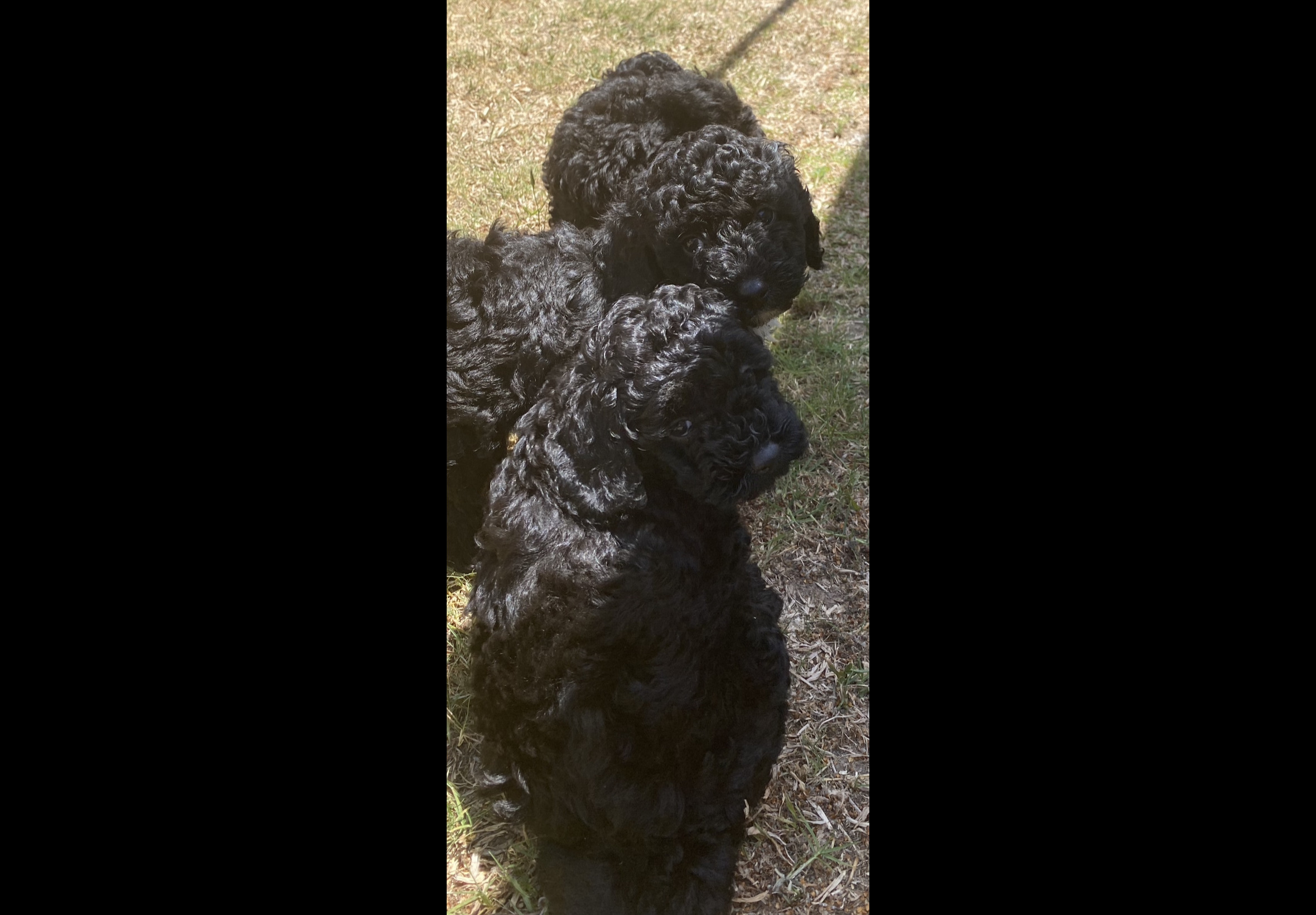 Toy Poodle – North Lakes