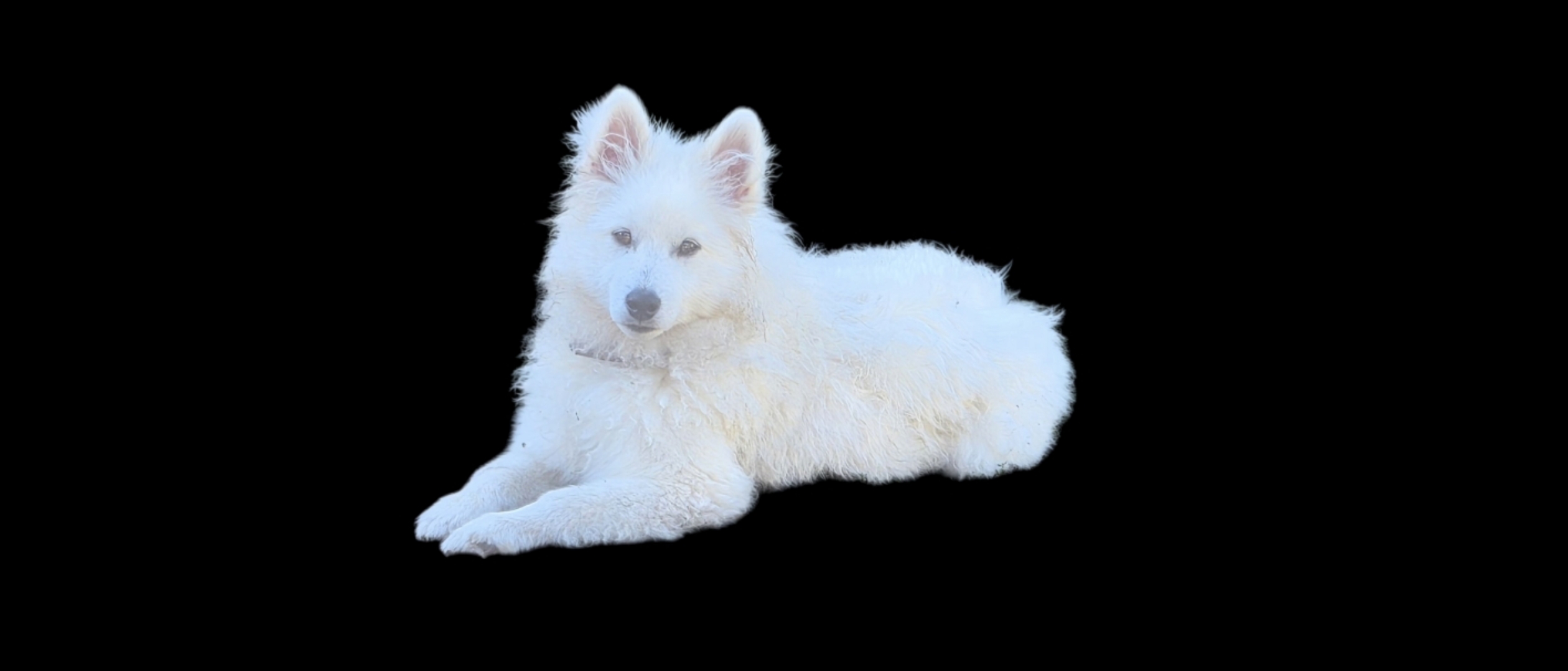 Pomsky – Kyneton