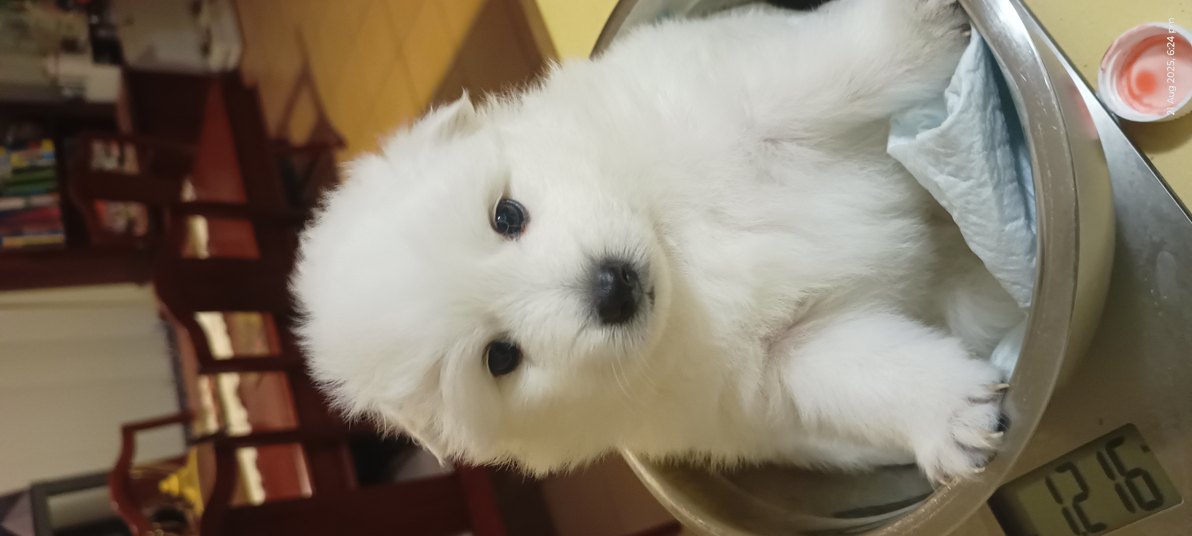 Japanese Spitz – Kippa-Ring