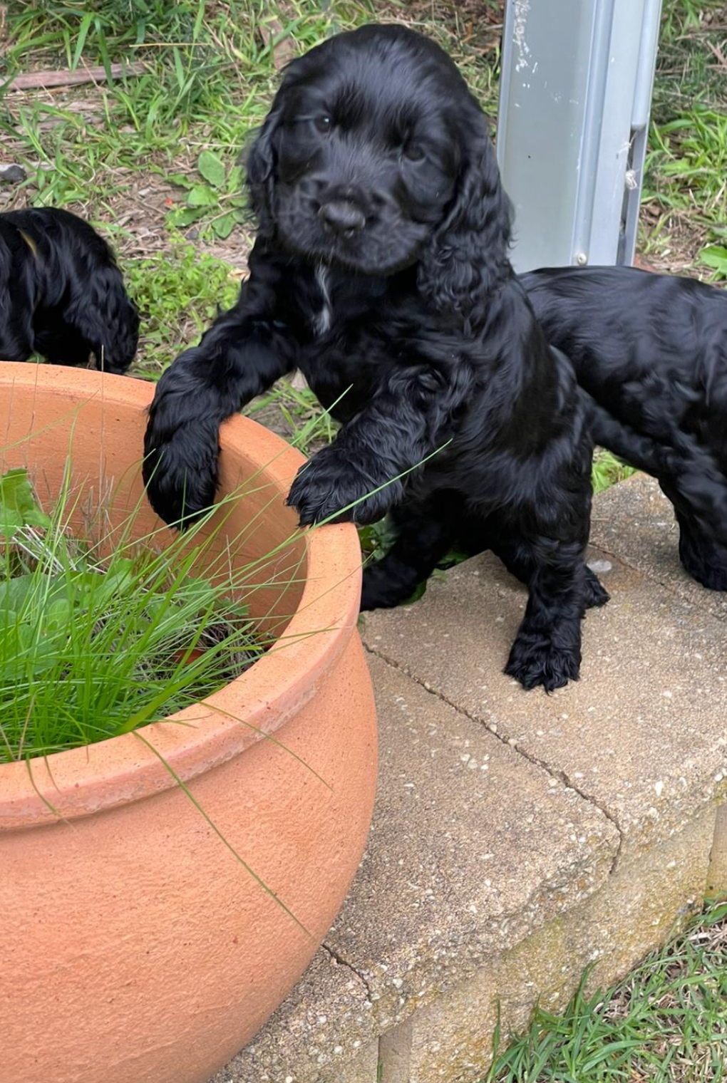 Cocker Spaniel – Smiths Beach