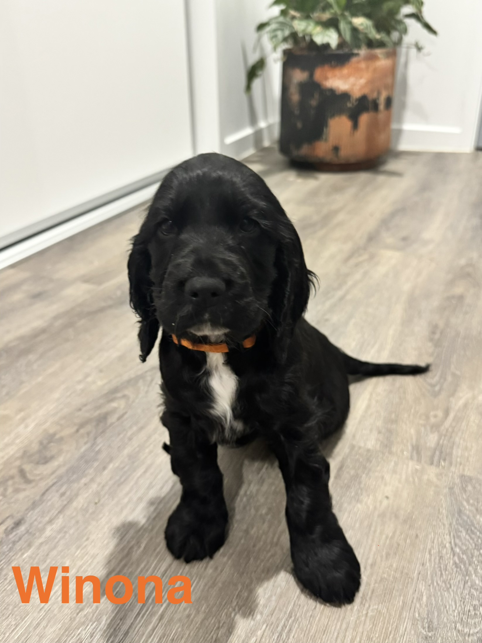 Cocker Spaniel – Beenleigh