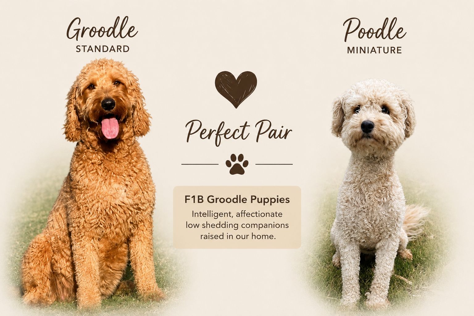 Groodle – West Wodonga