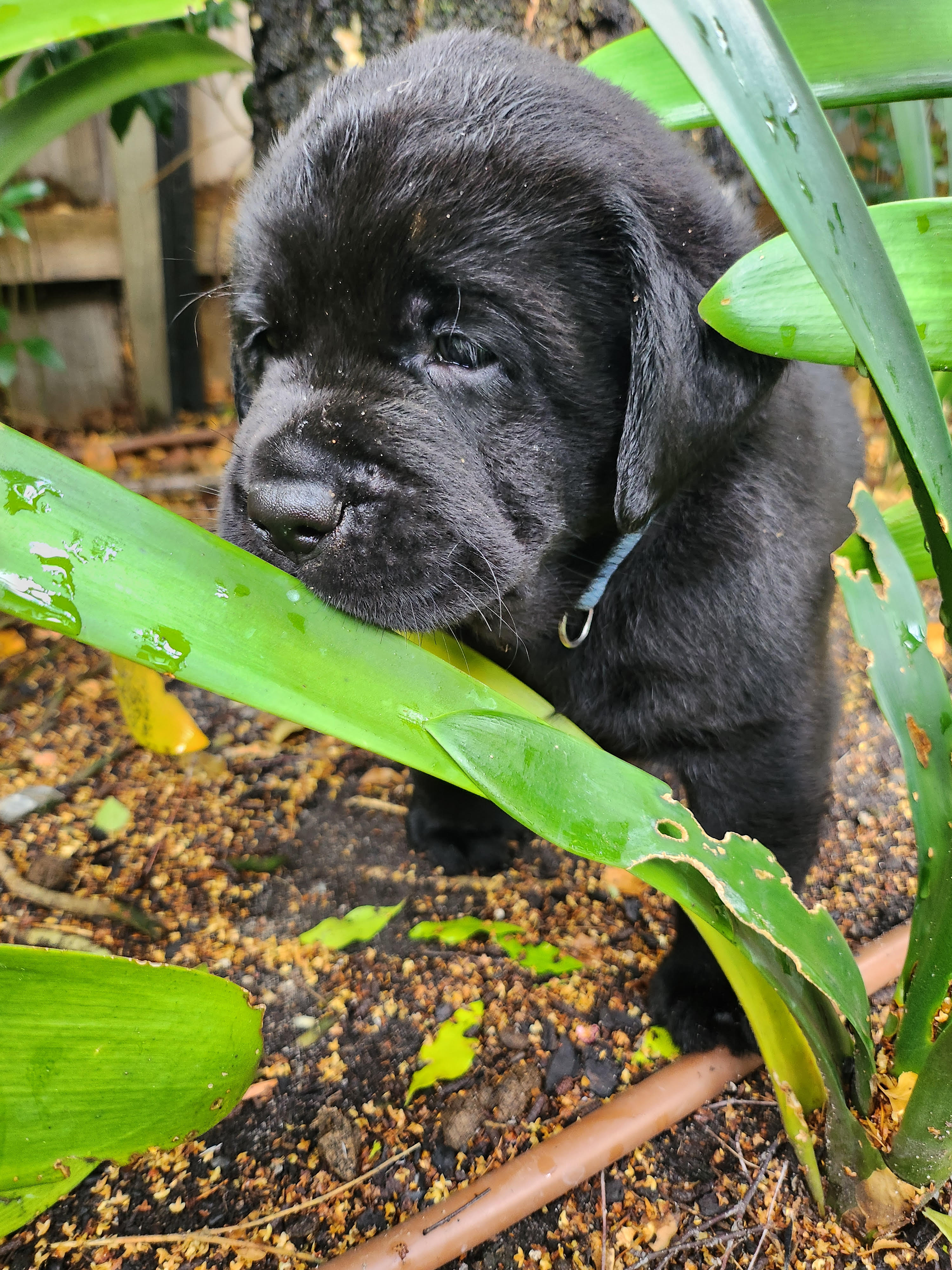 Labrador Retriever – Sarah Alexander
