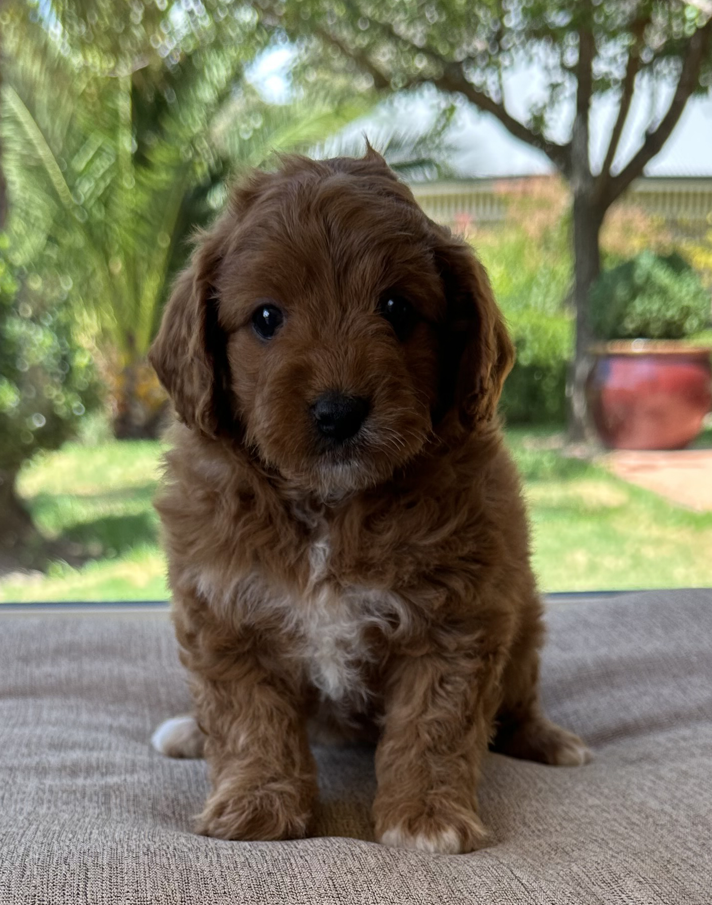 Cavoodle – O’Connell