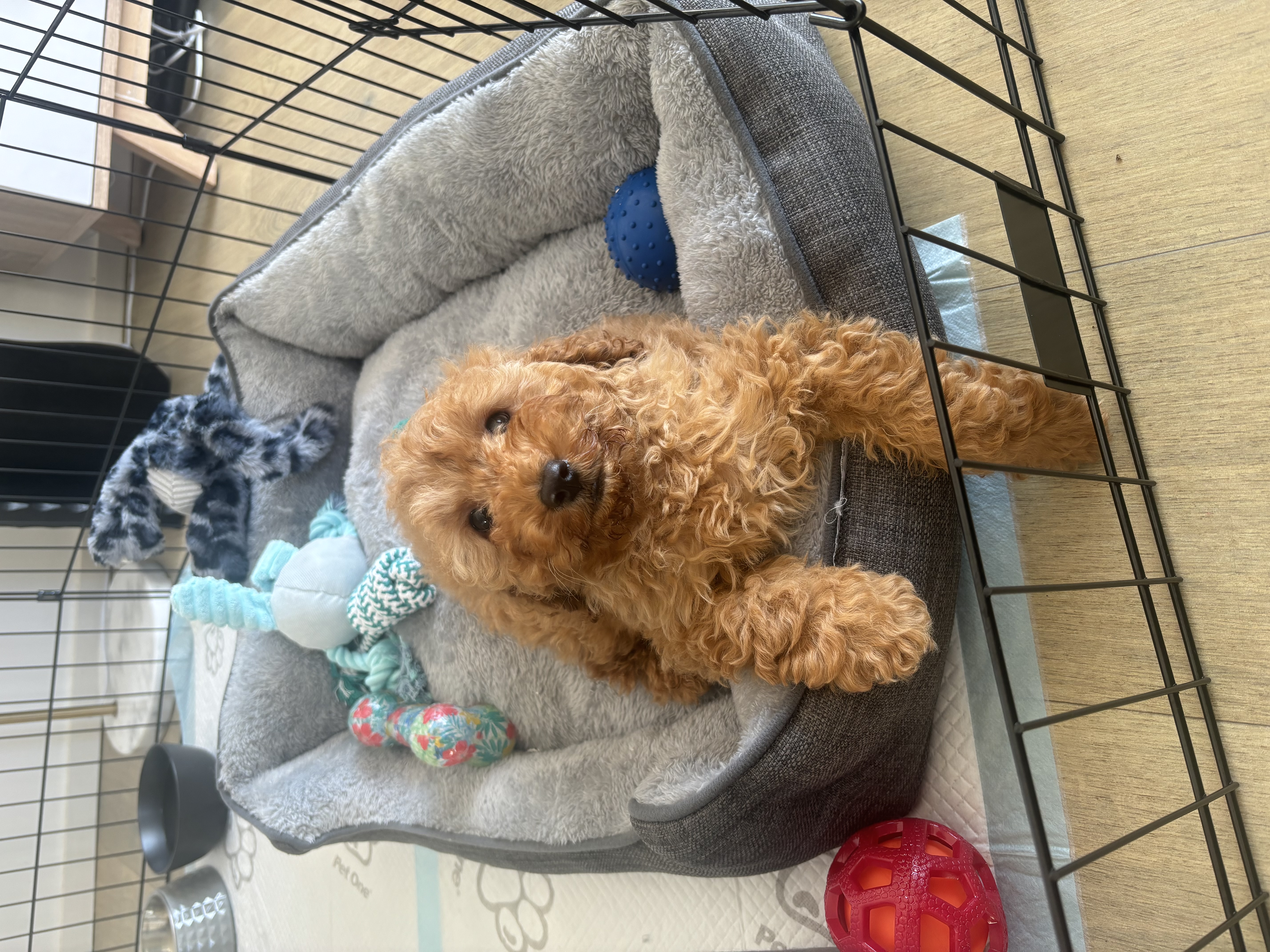 Toy Cavoodle – Liverpool