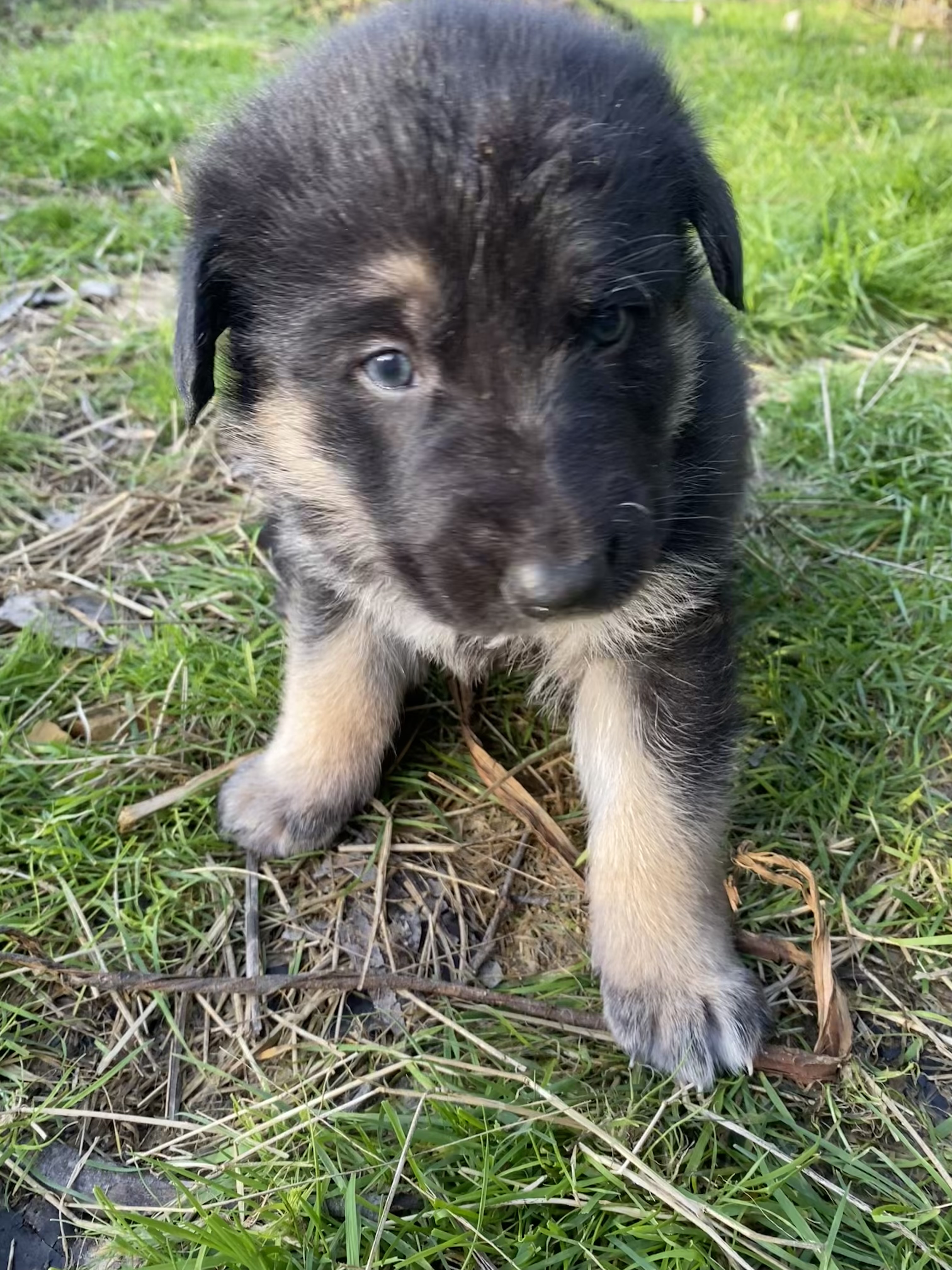 Dogs – Henrietta