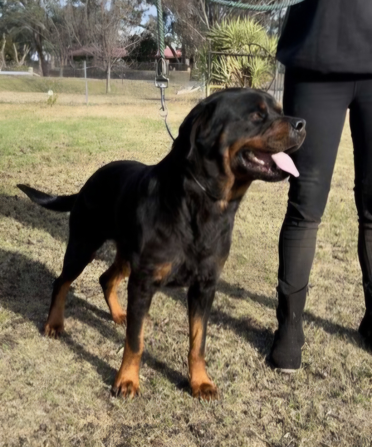Rottweiler – Boronia Heights