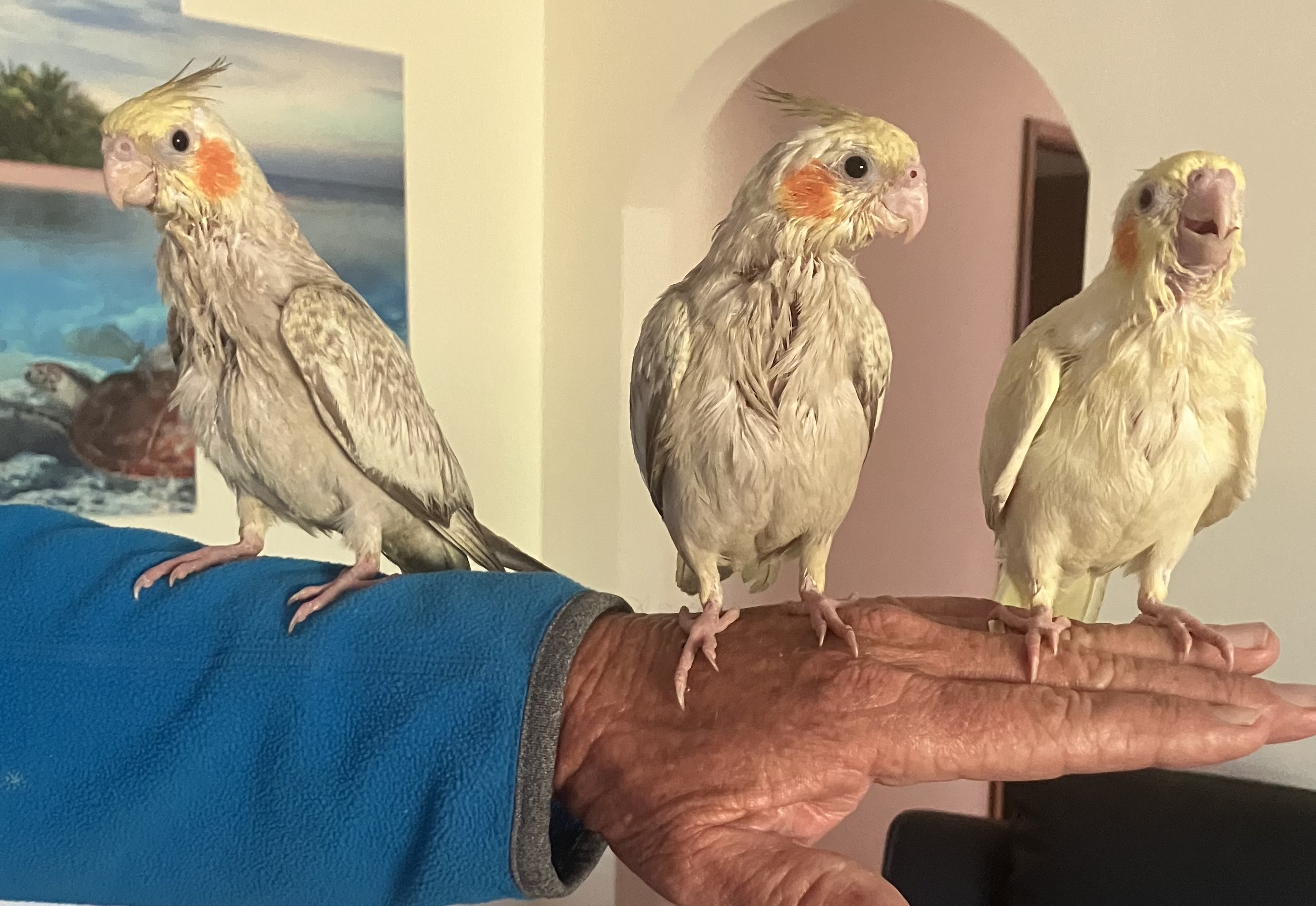 Cockatiel – Sussex Inlet