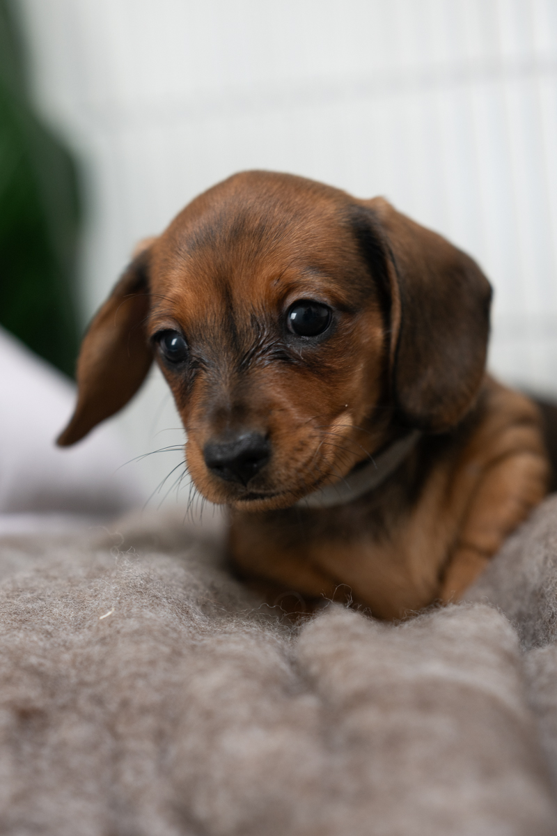Miniature Dachshund – Hamlyn Heights
