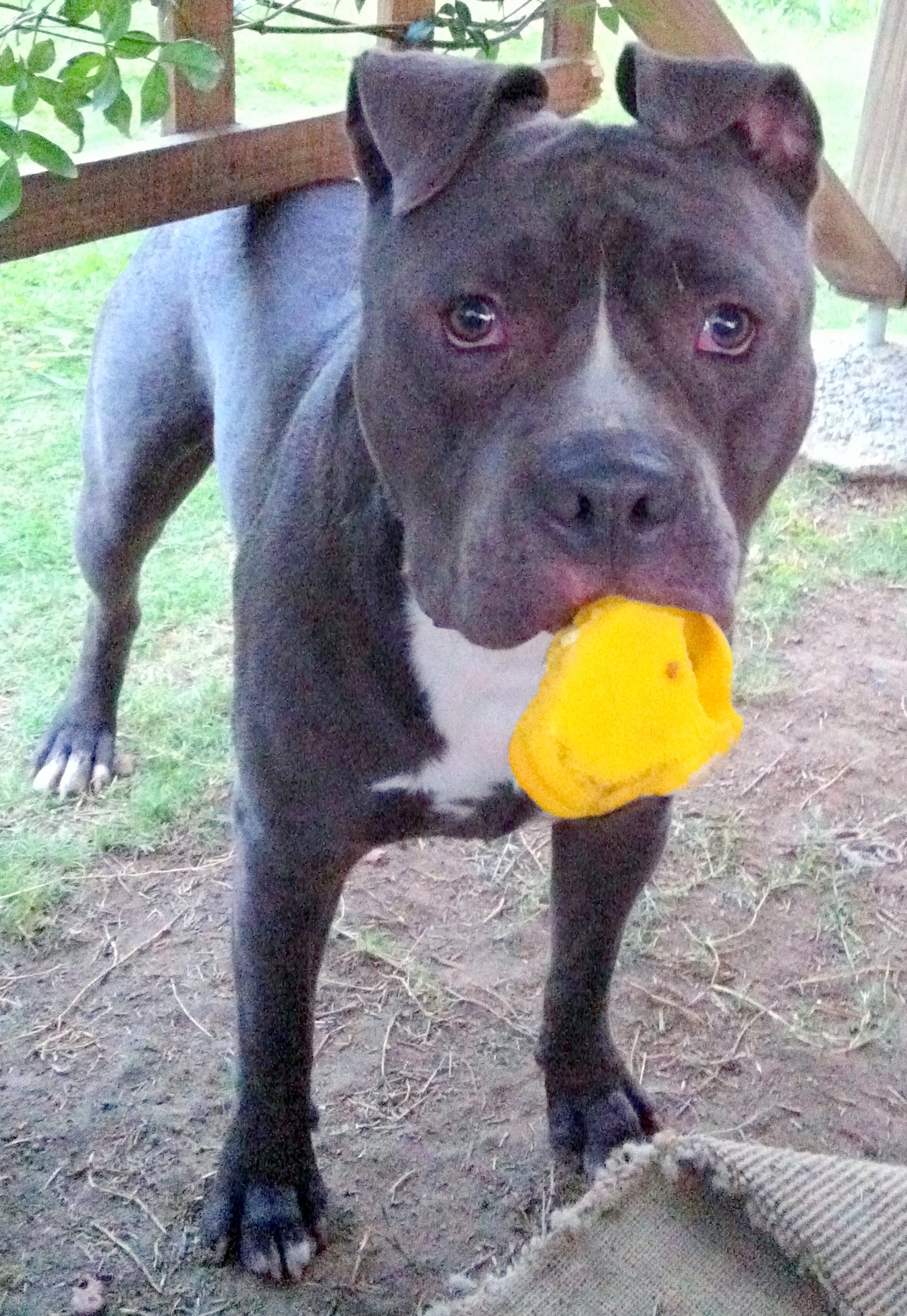 American Staffordshire Bull Terrier
