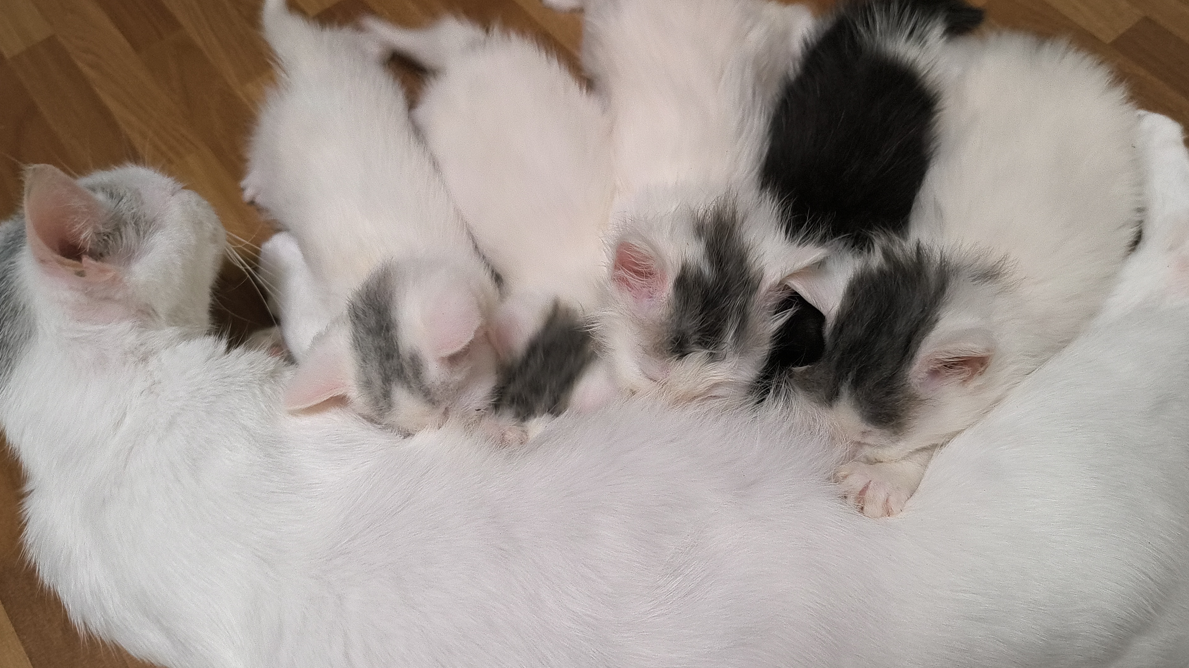 Turkish Angora – Sunnybank Hills