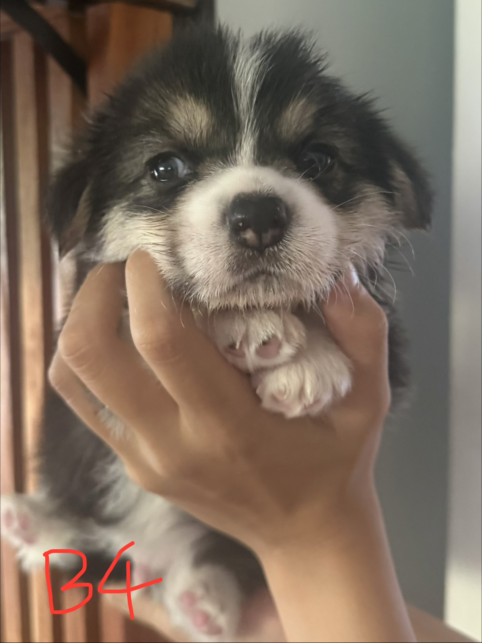 Corgi – South Brisbane