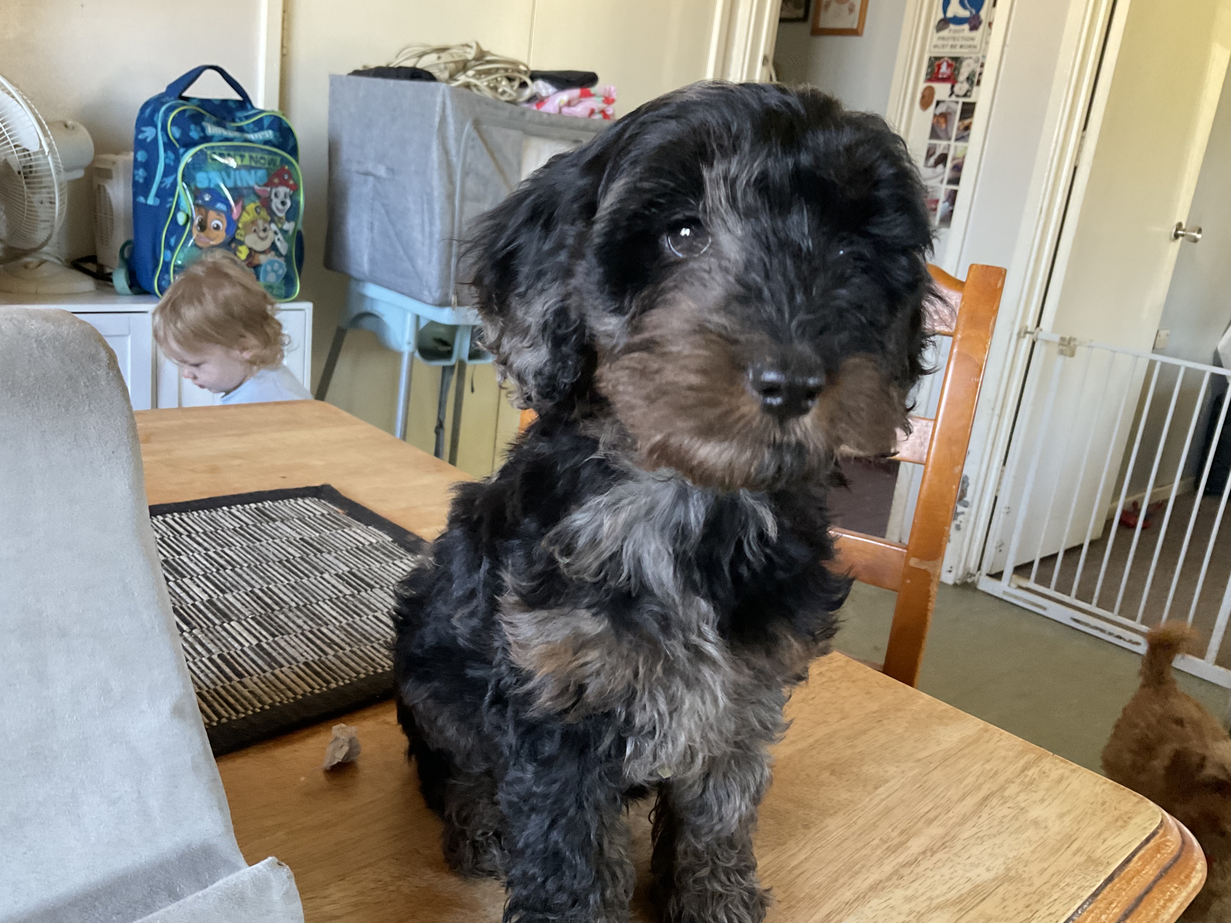 Cavoodle – Doonside