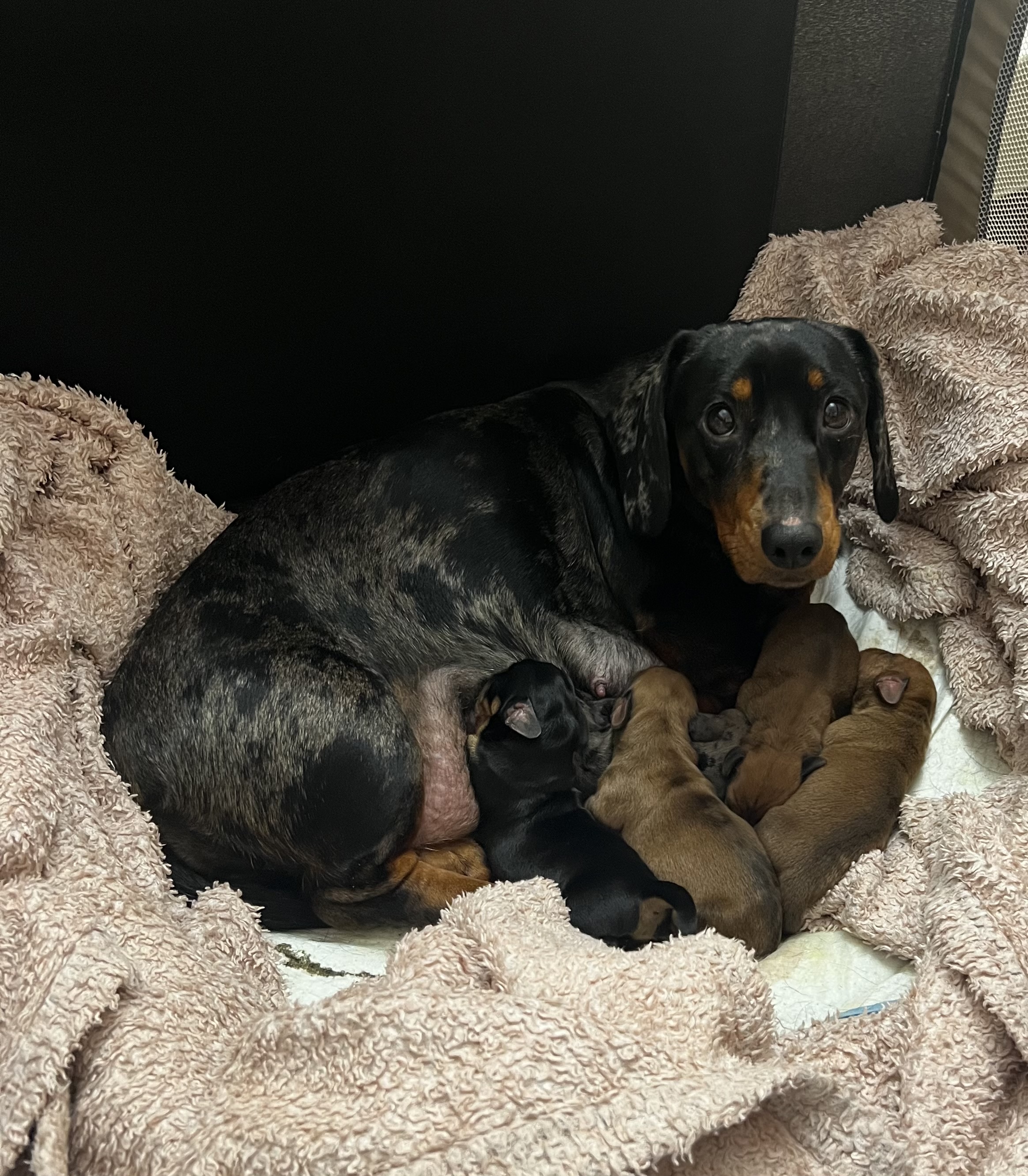 Dachshund – Adelaide