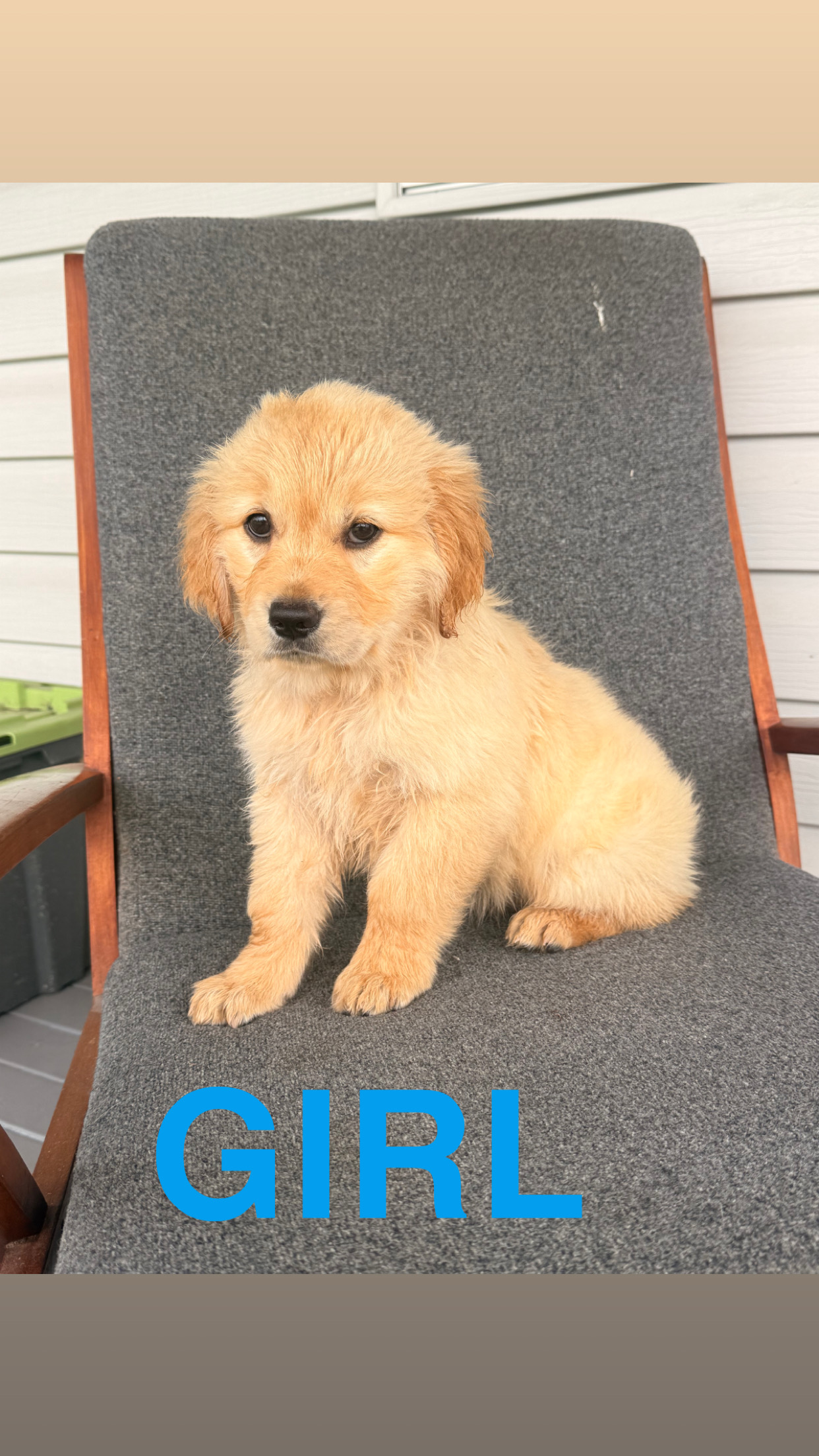 Golden Retriever – Lawrence