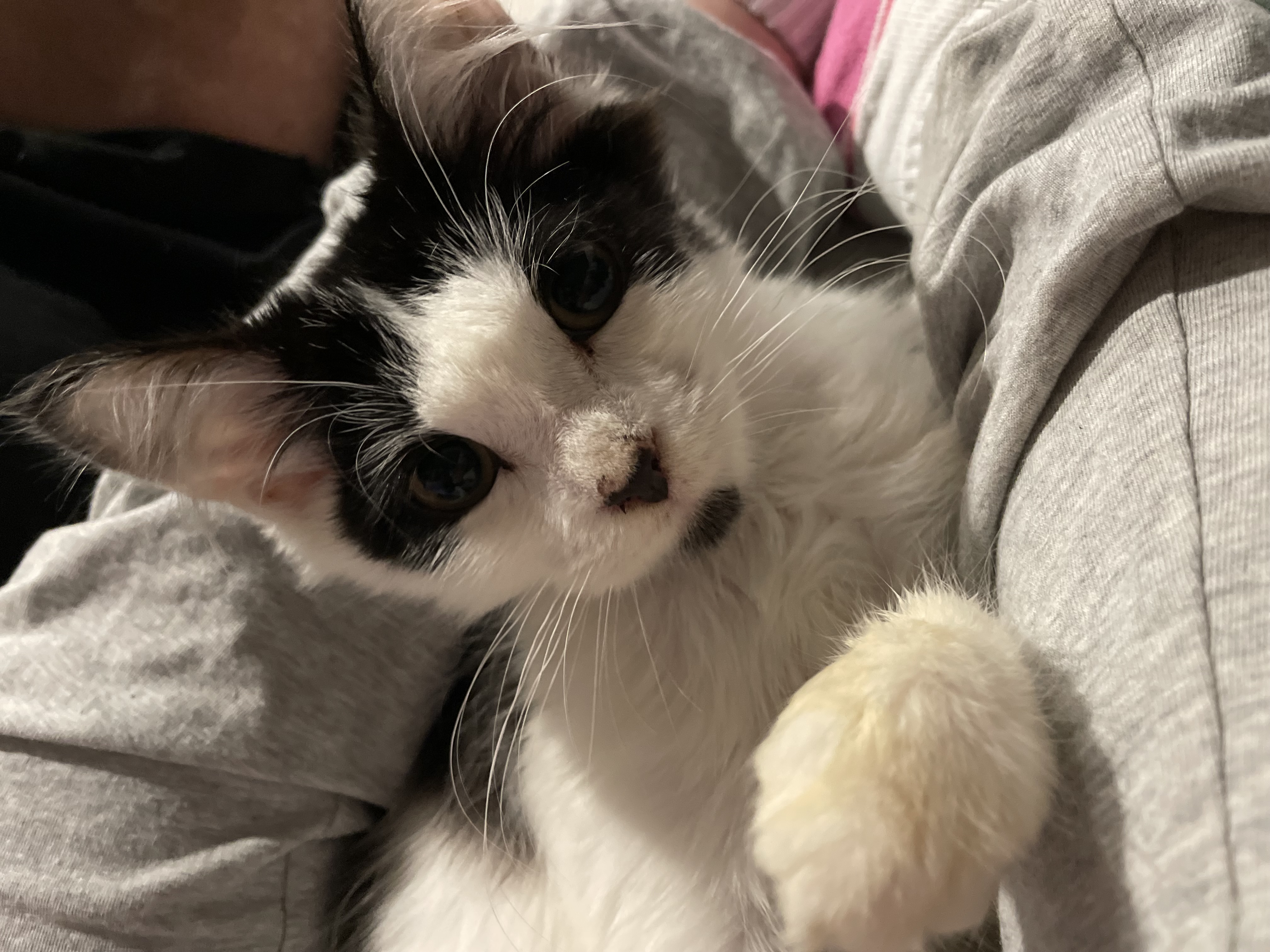 Domestic Medium Hair (DMH) – Blacktown