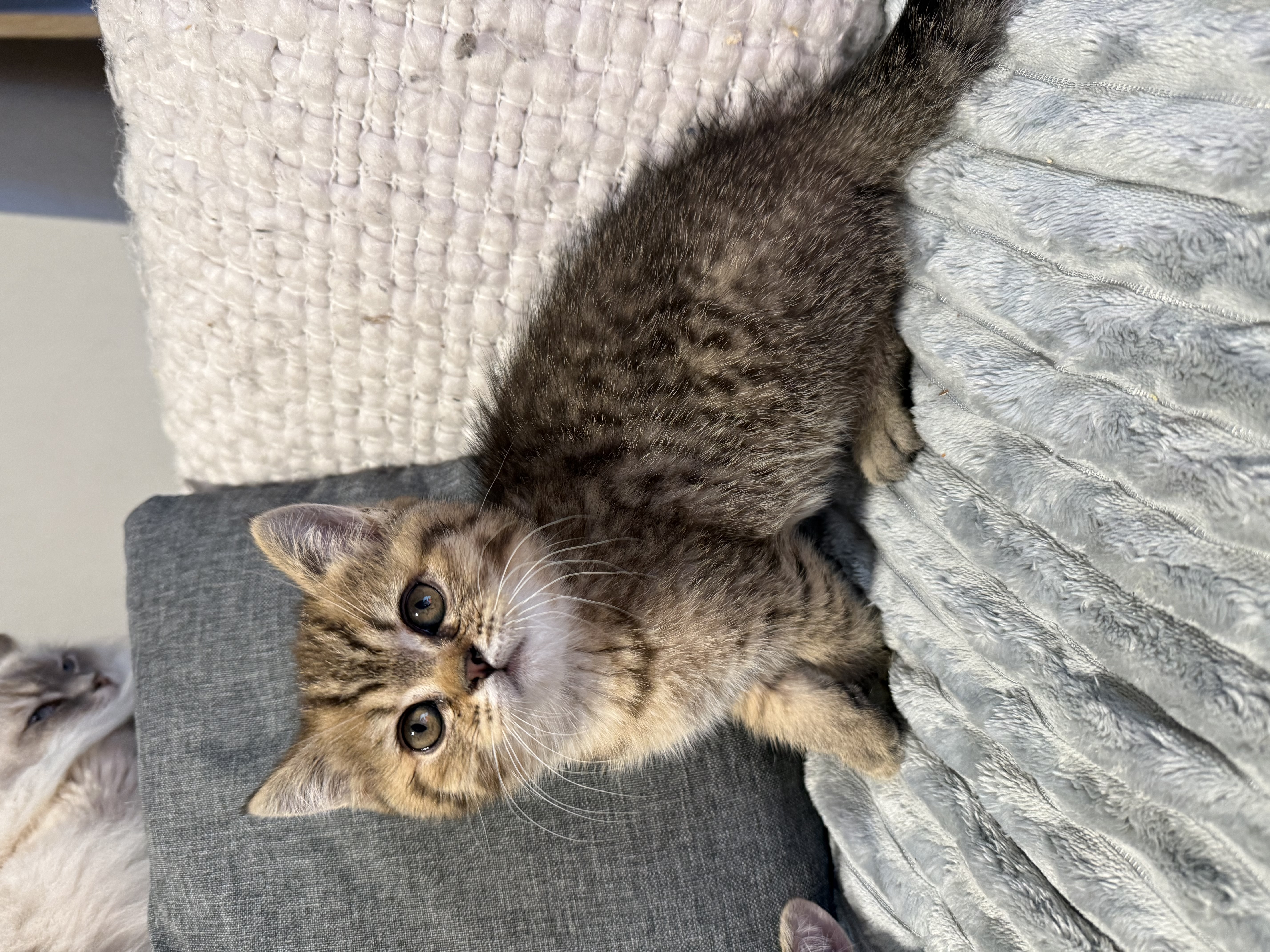 Cats – Corrimal