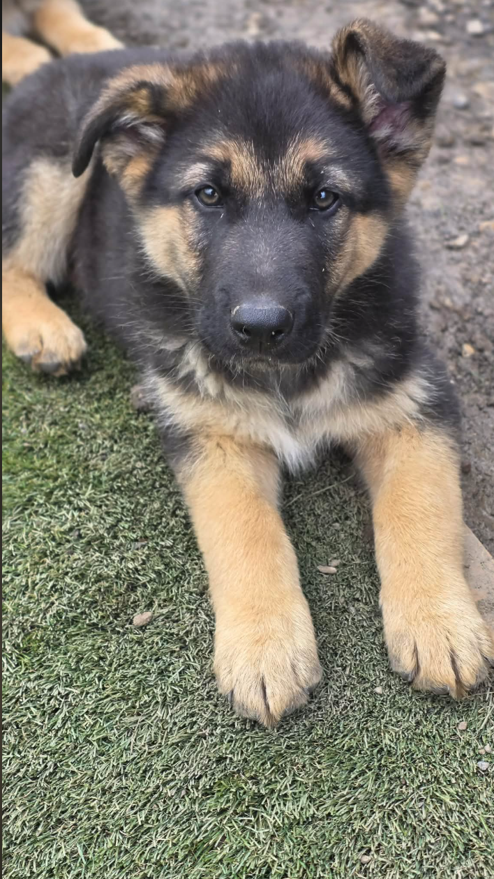 Shollie – Greendale