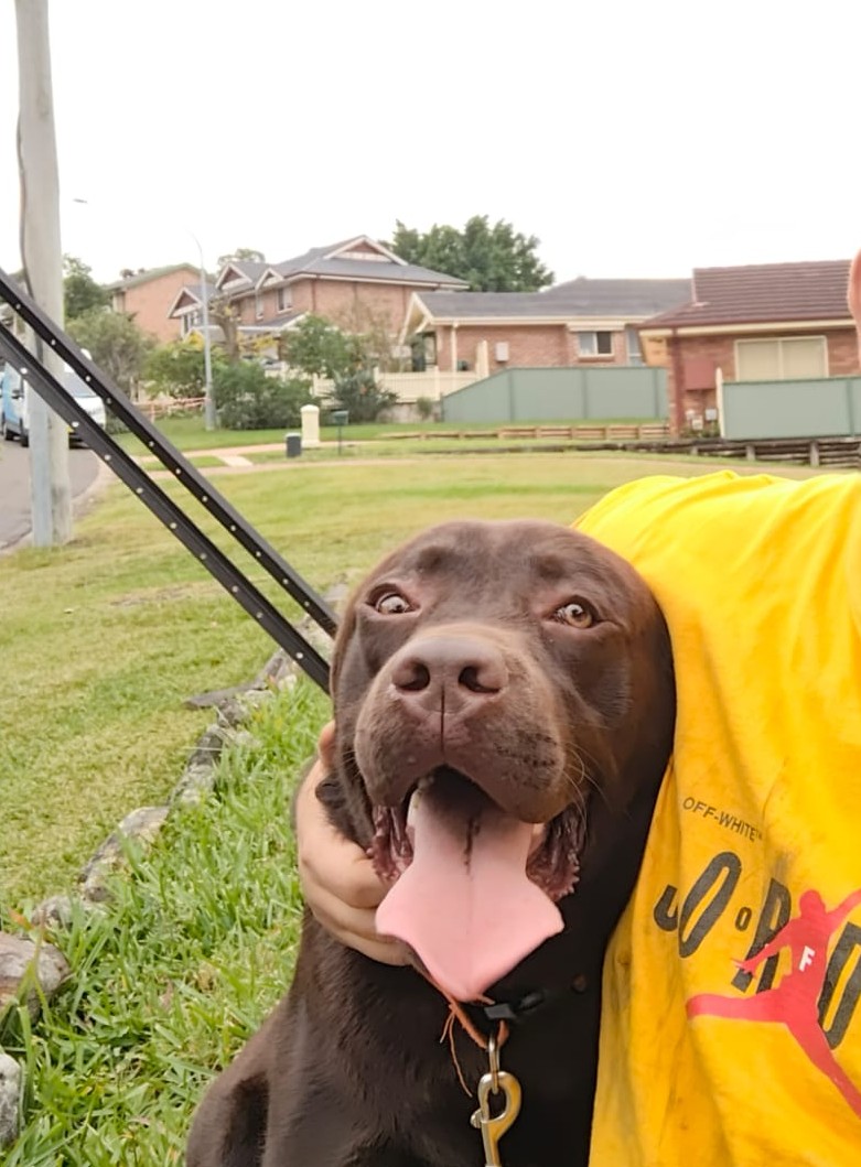 Labrador Retriever – Baulkham Hills