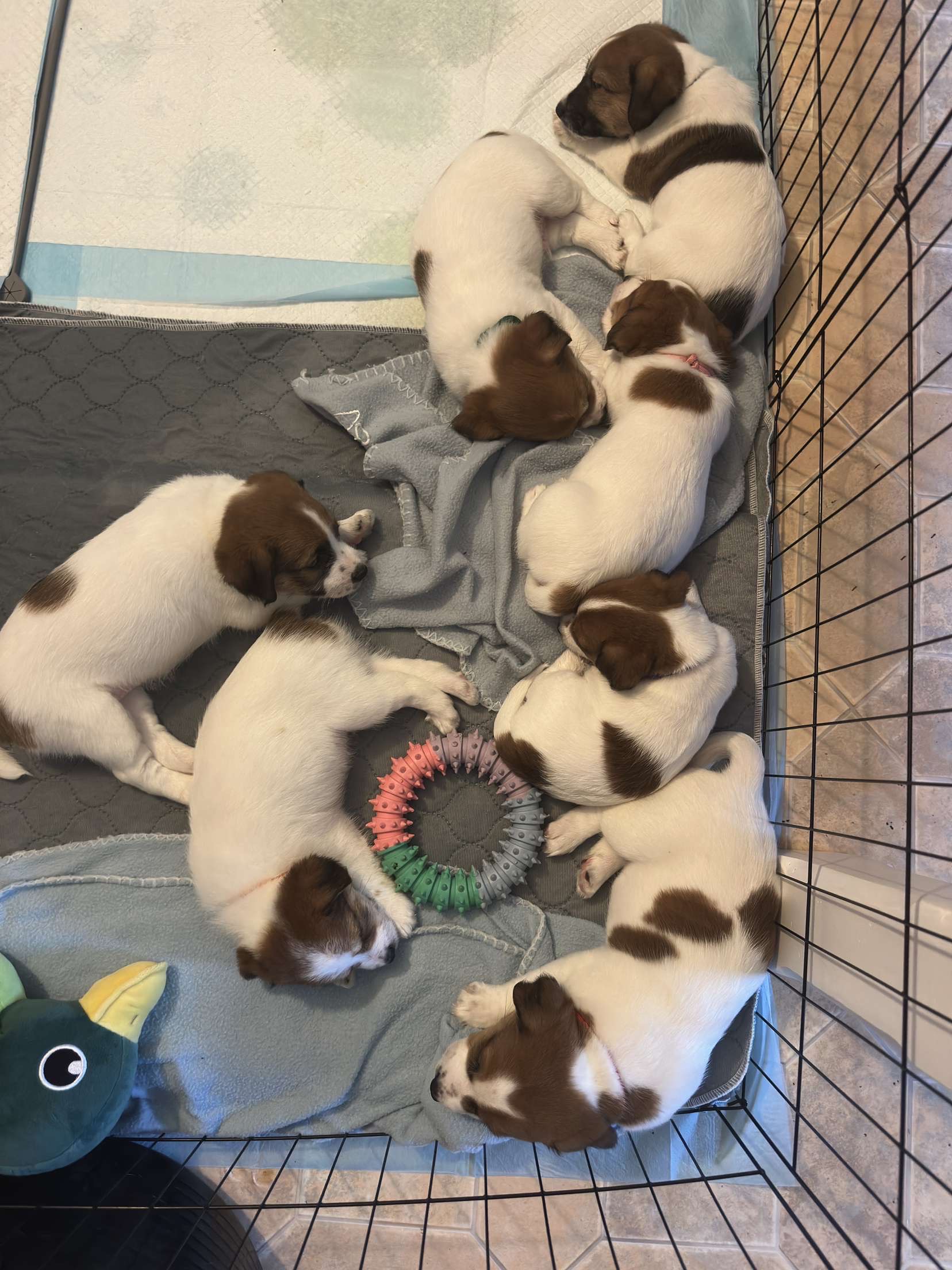 Jack Russell – Coes Creek