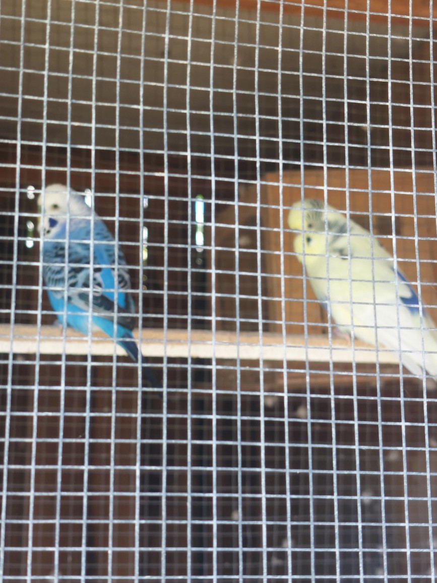 Budgerigar – Westbrook