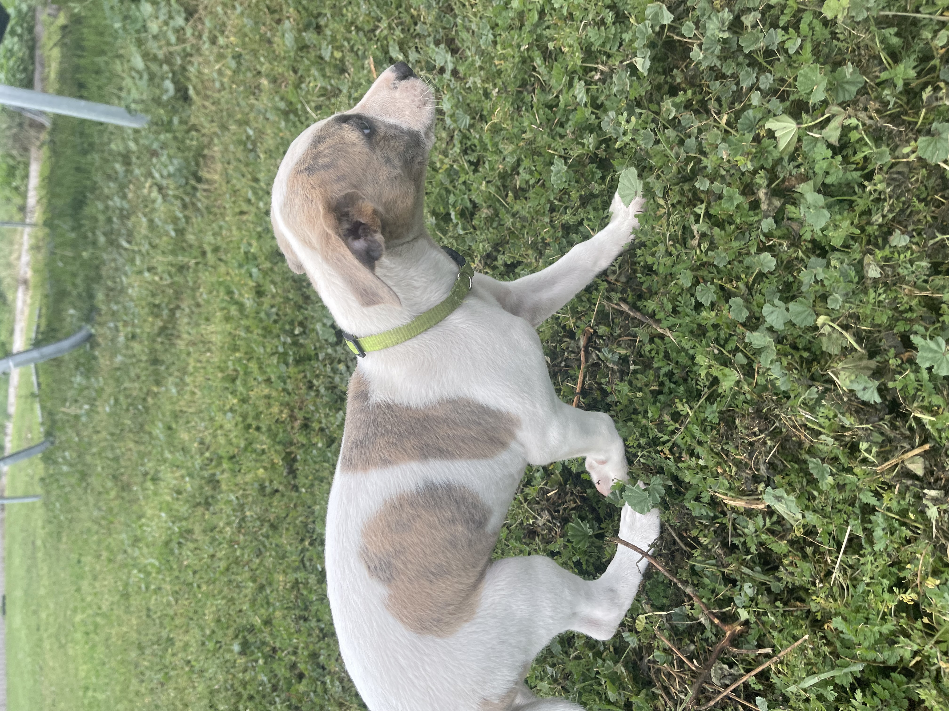 Whippet – Lancaster