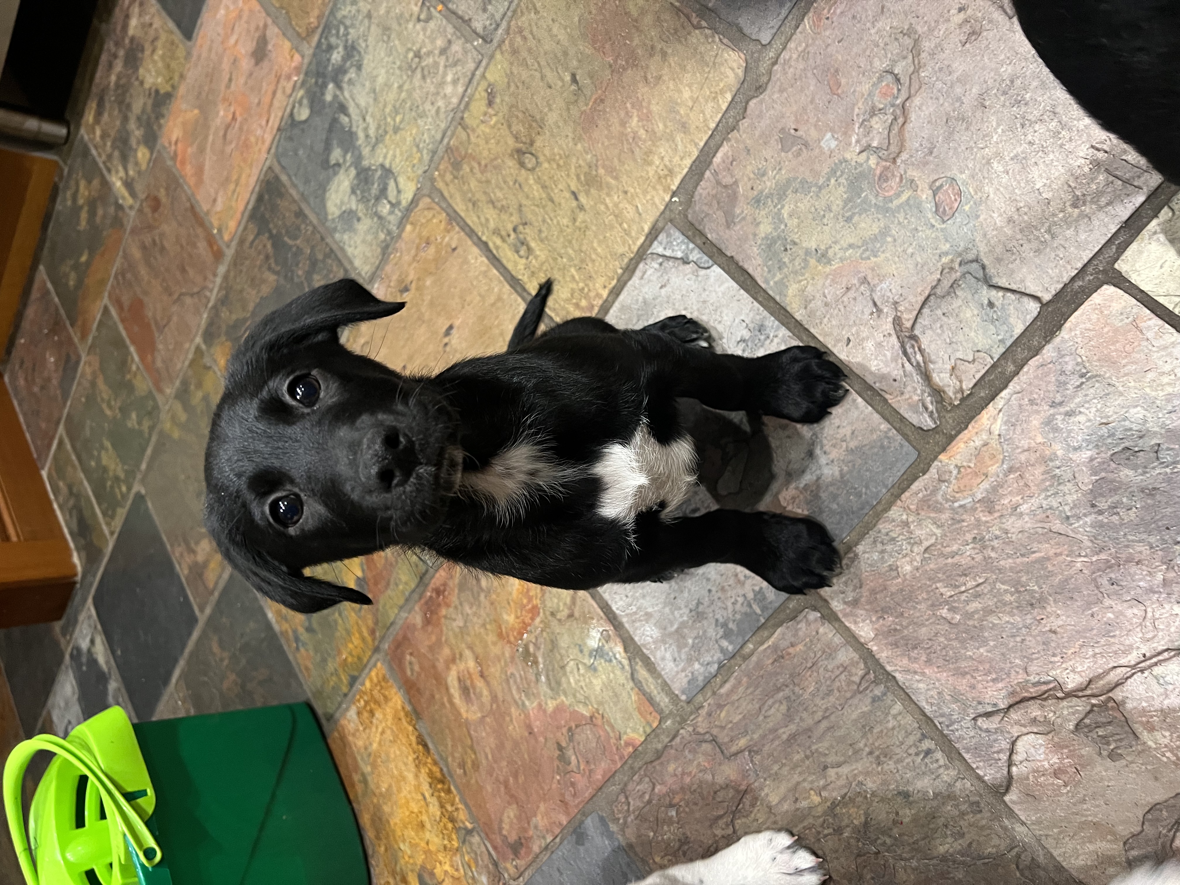 German Shorthaired Pointer – Cranbourne South