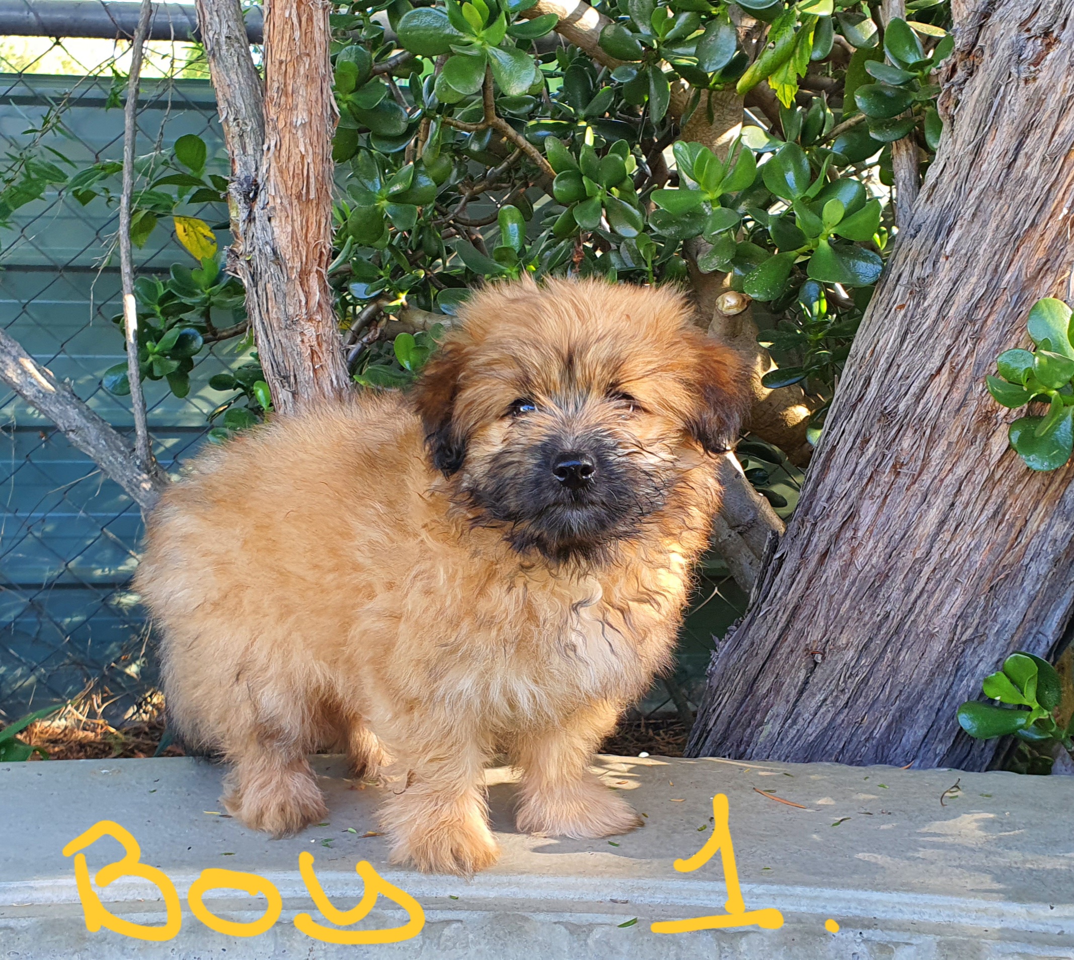 Maltese – Crows Nest