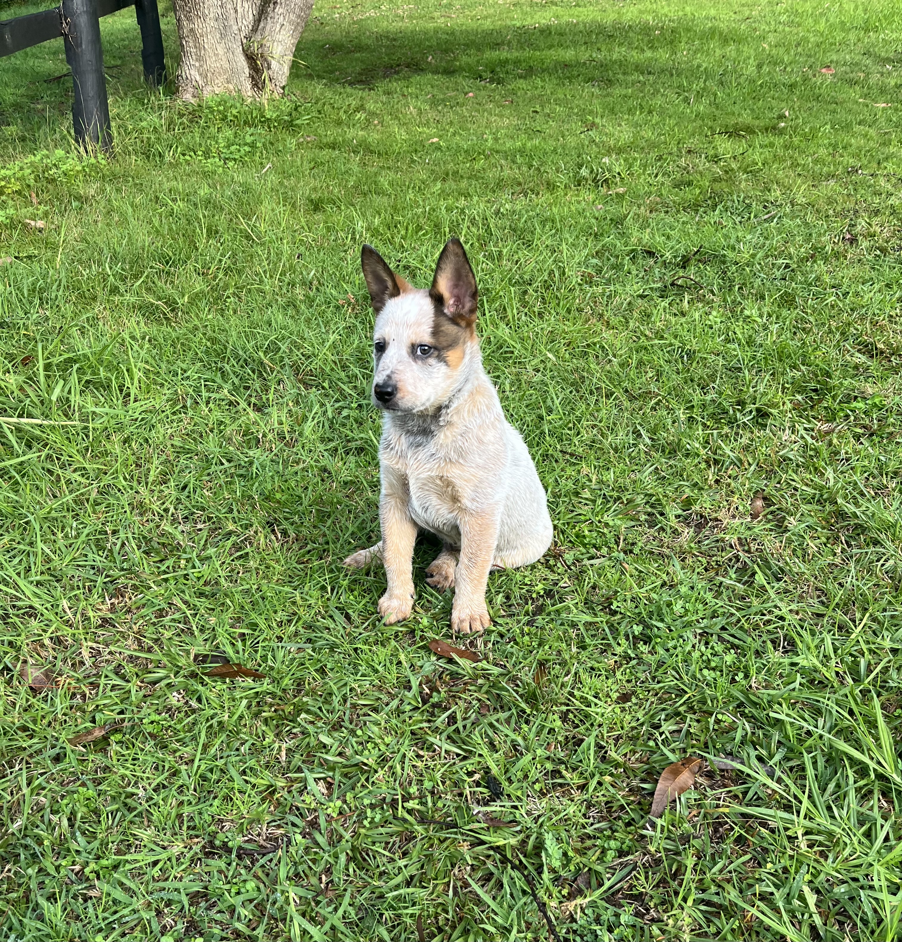 Australian Cattle Dog – Hornsby