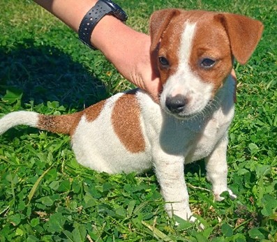 Jack Russell – Ellangowan