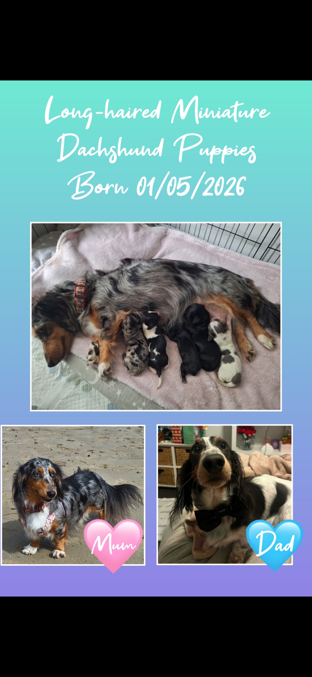 Dachshund – Upper Coomera